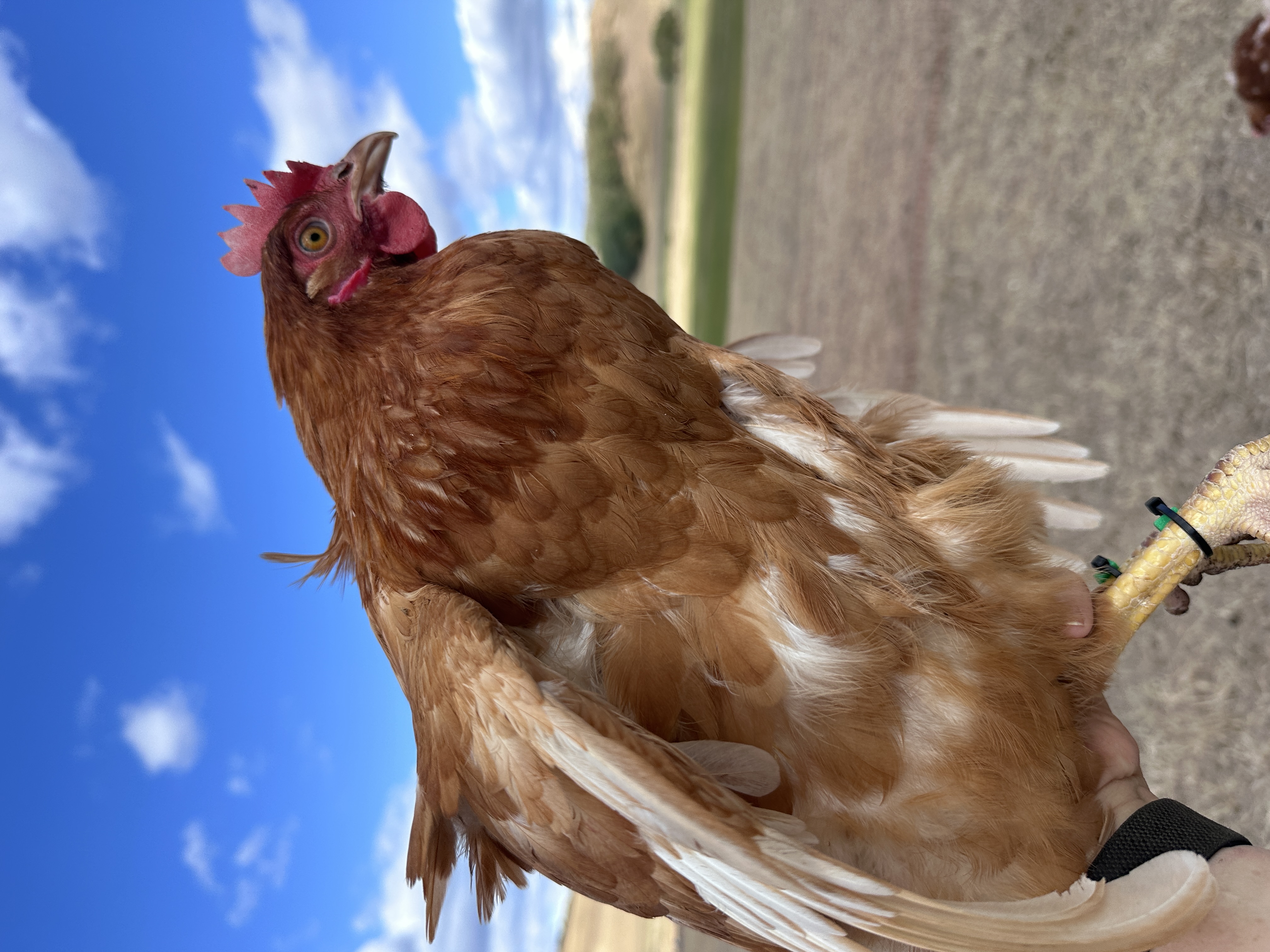 Photo of Bertold