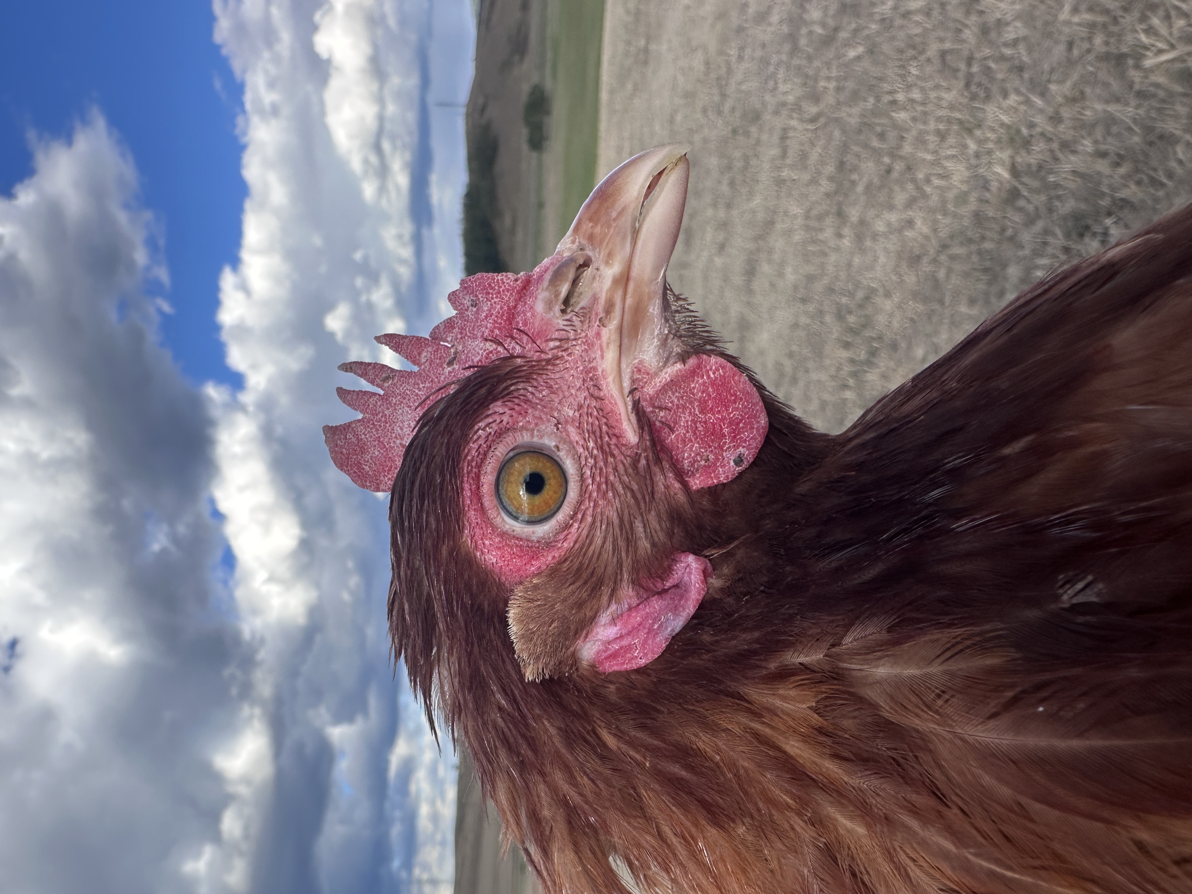 Photo of Buggyantott Berta