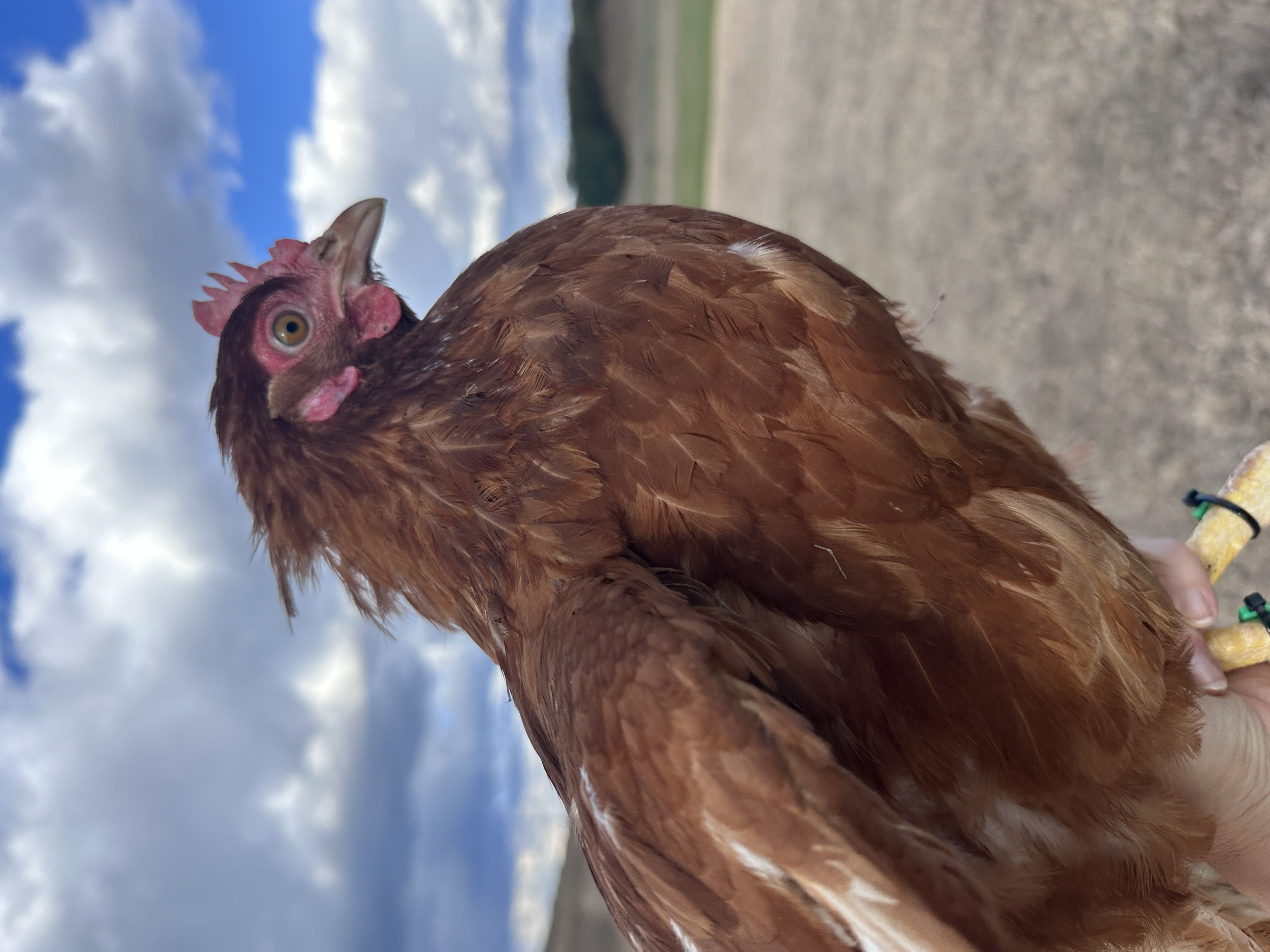 Photo of Buggyantott Berta