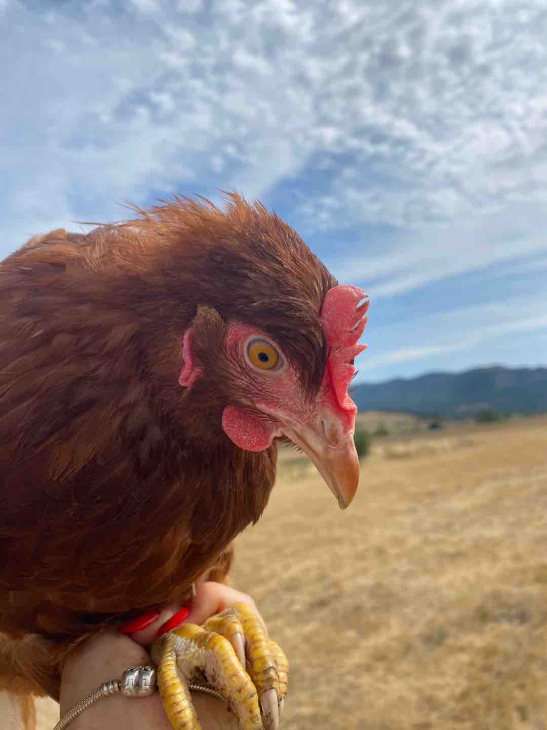 Photo of Bandi