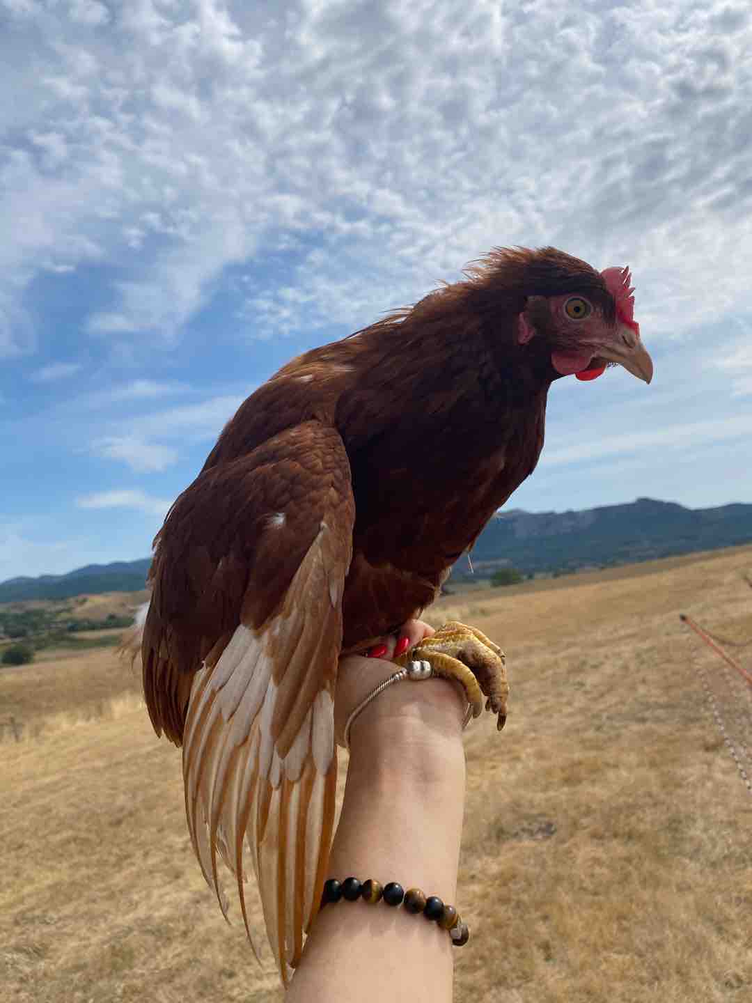 Photo of Bandi