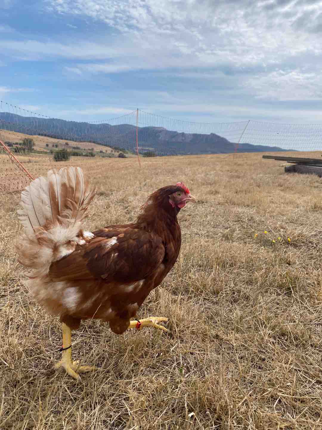 Photo of Bandi