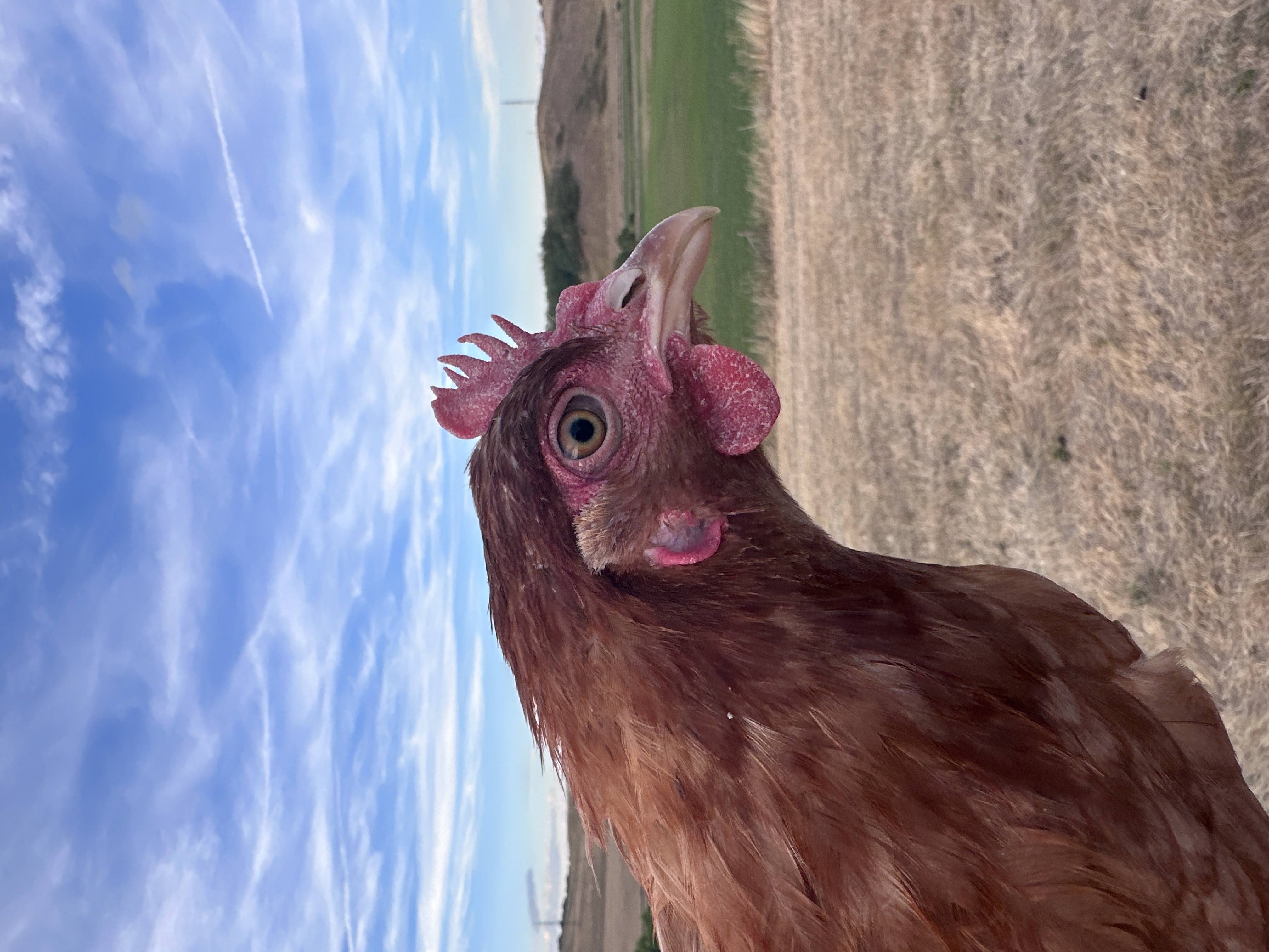 Photo of Ropi