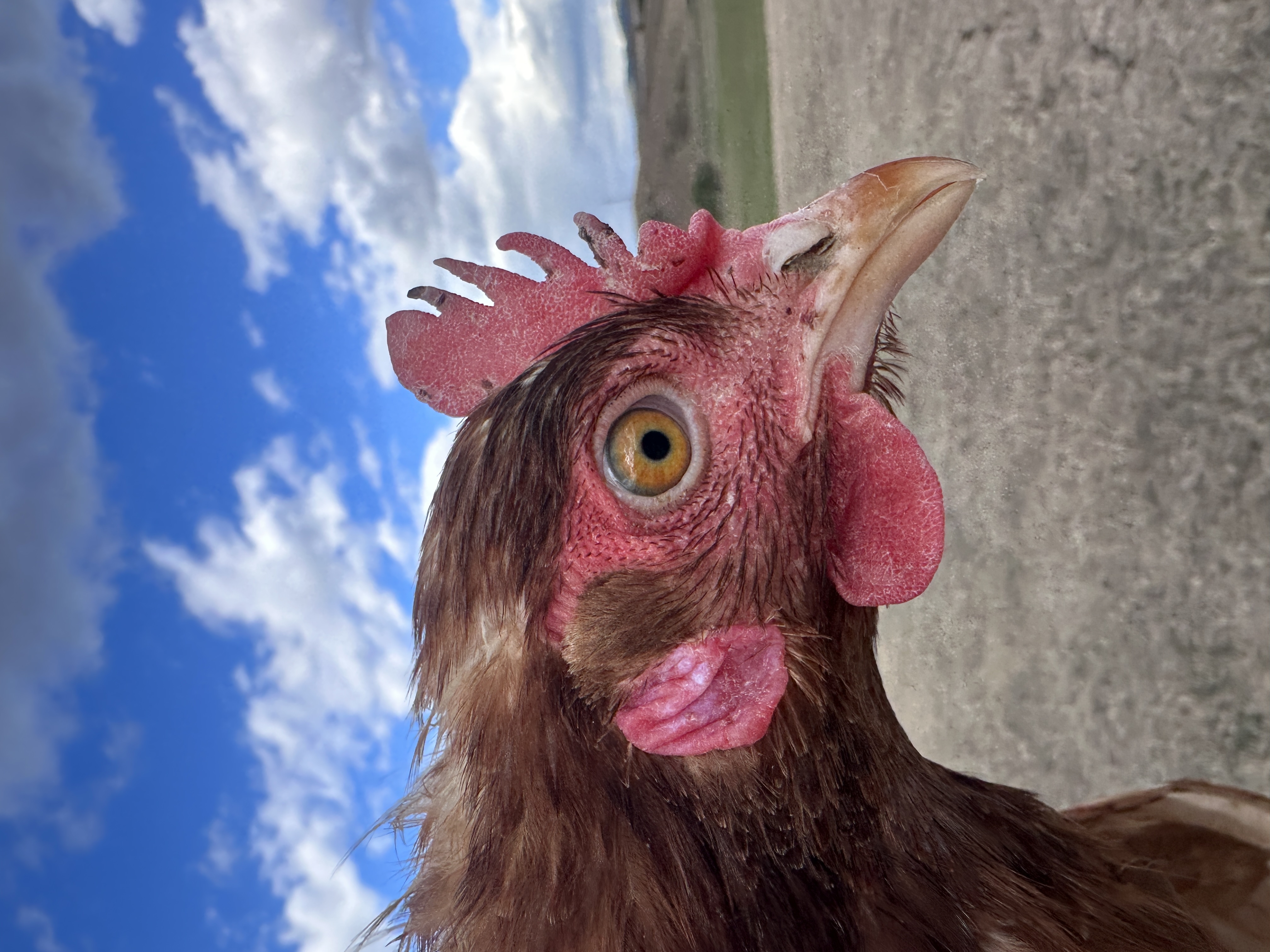 Photo of Mandarin