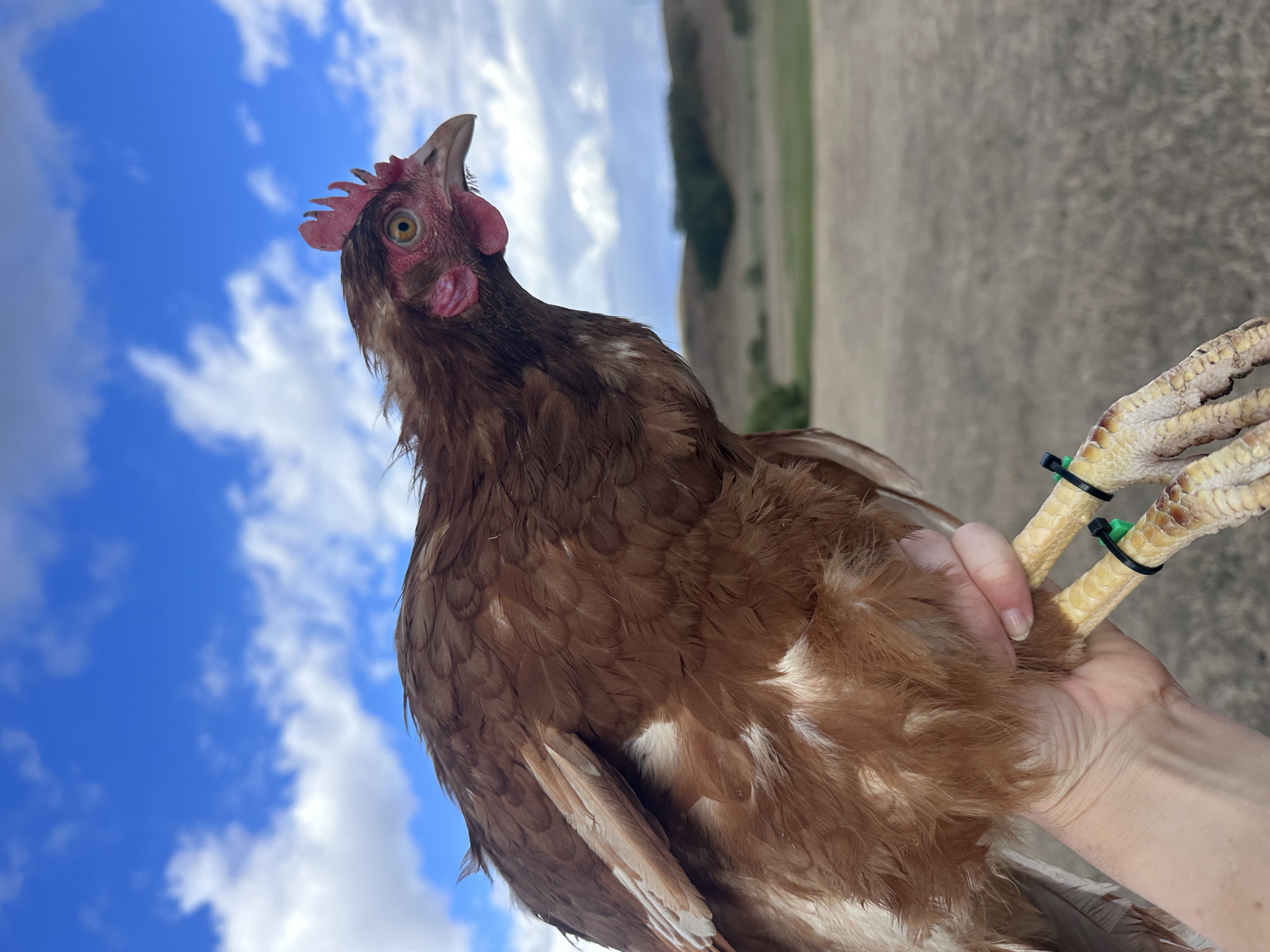 Photo of Mandarin