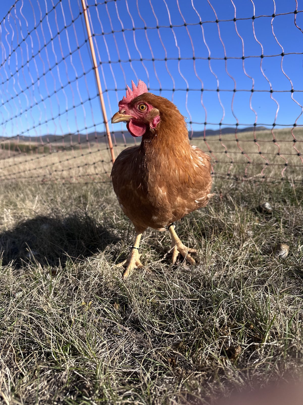 Chickpea