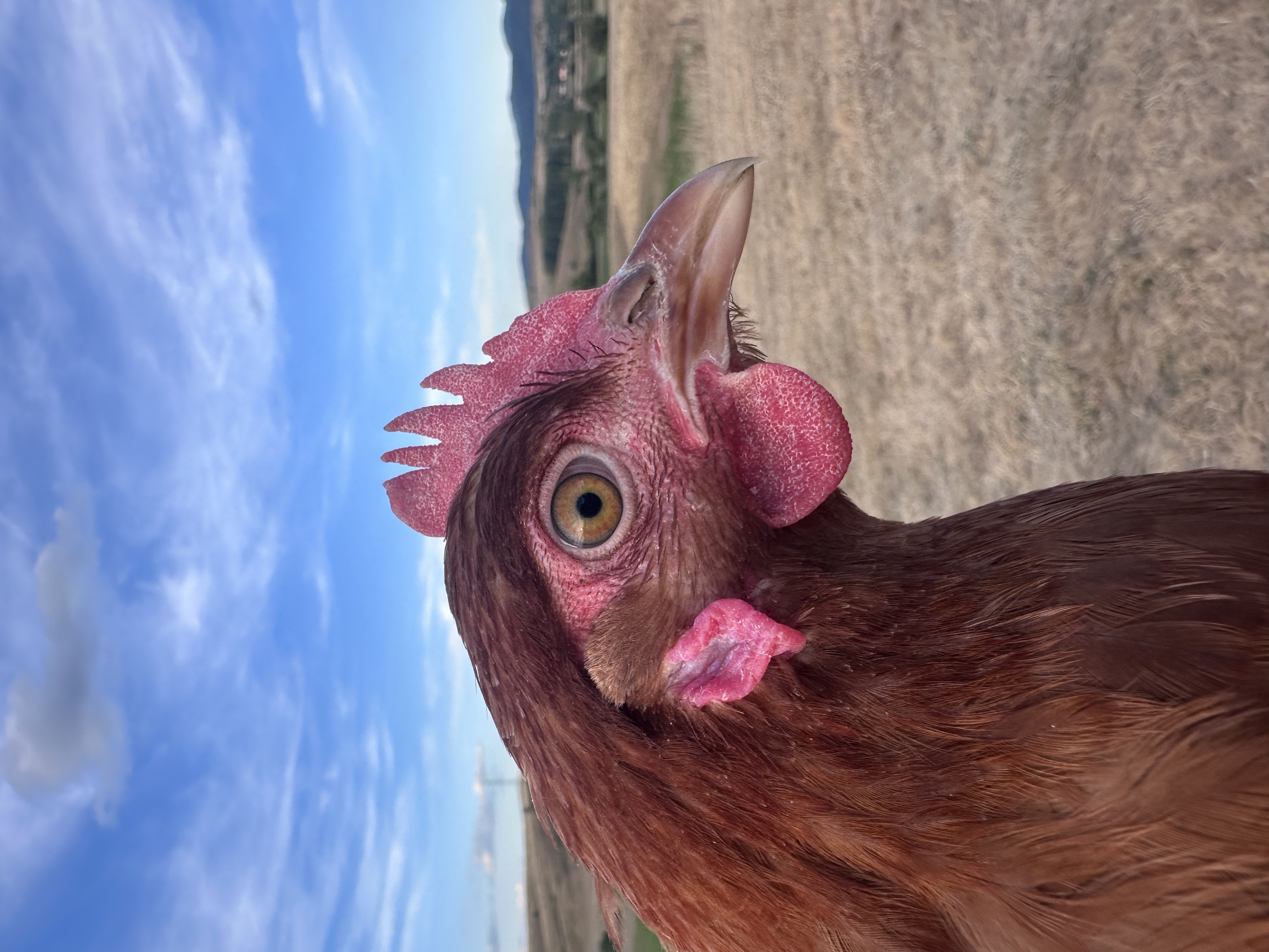 Photo of Cékla
