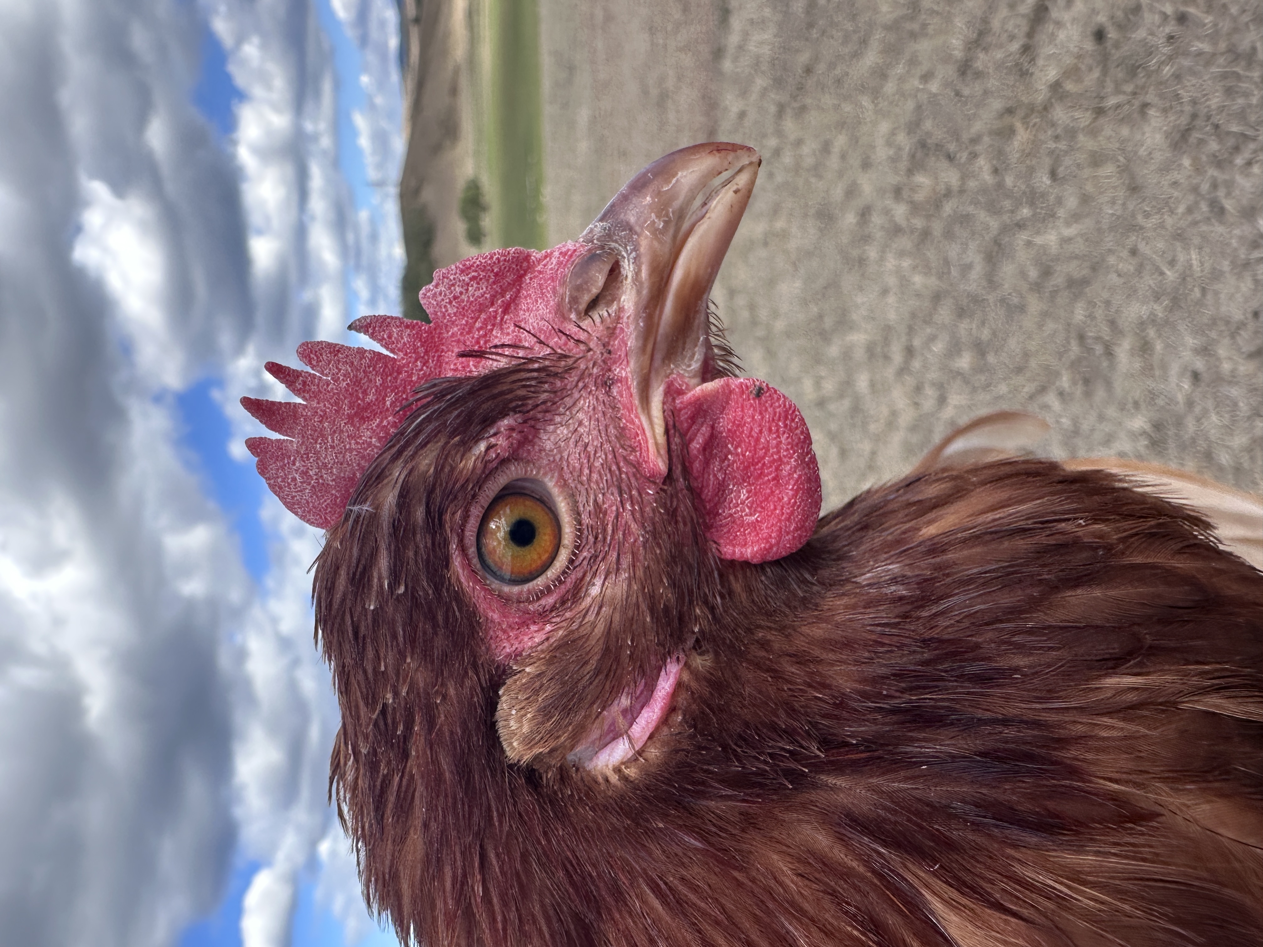 Photo of Aranka
