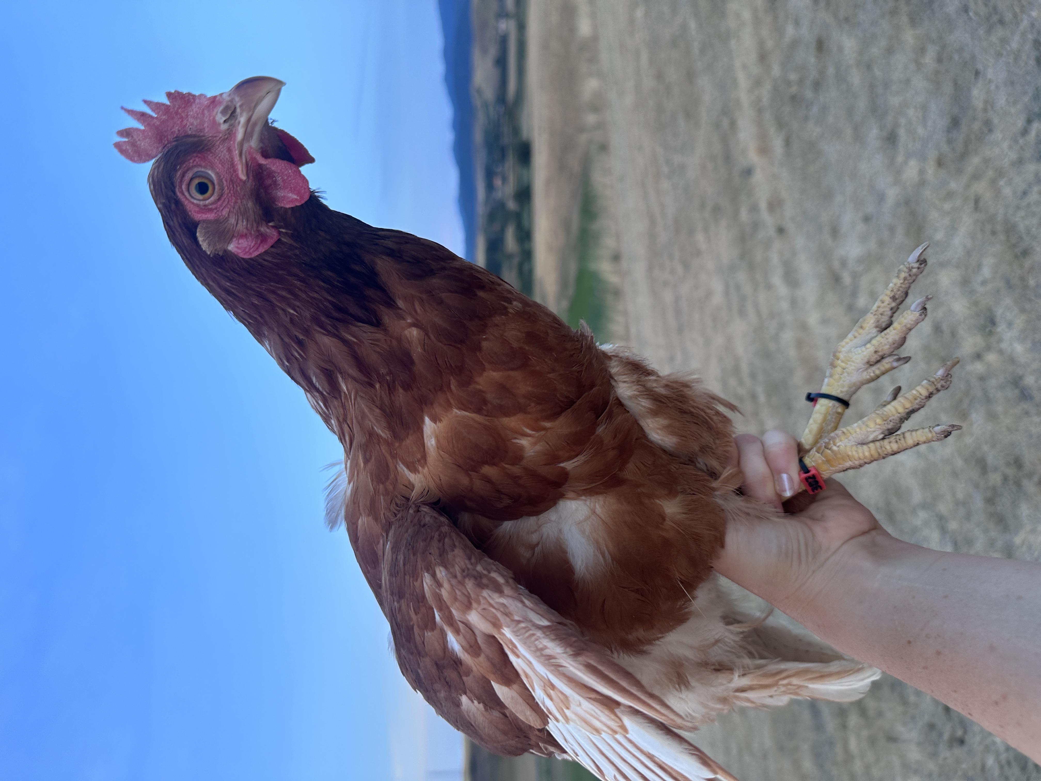 Photo of Panni