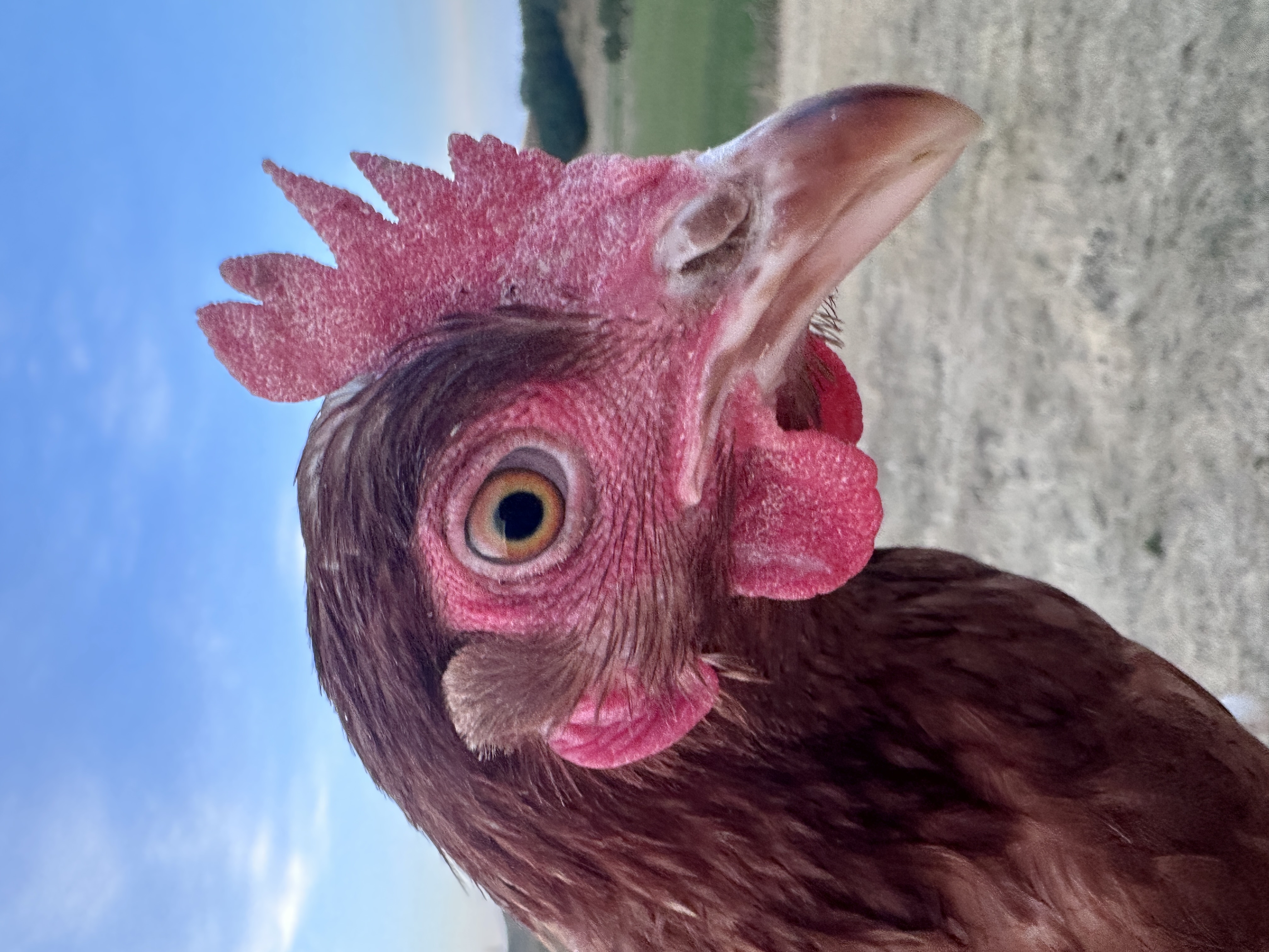 Photo of Panni