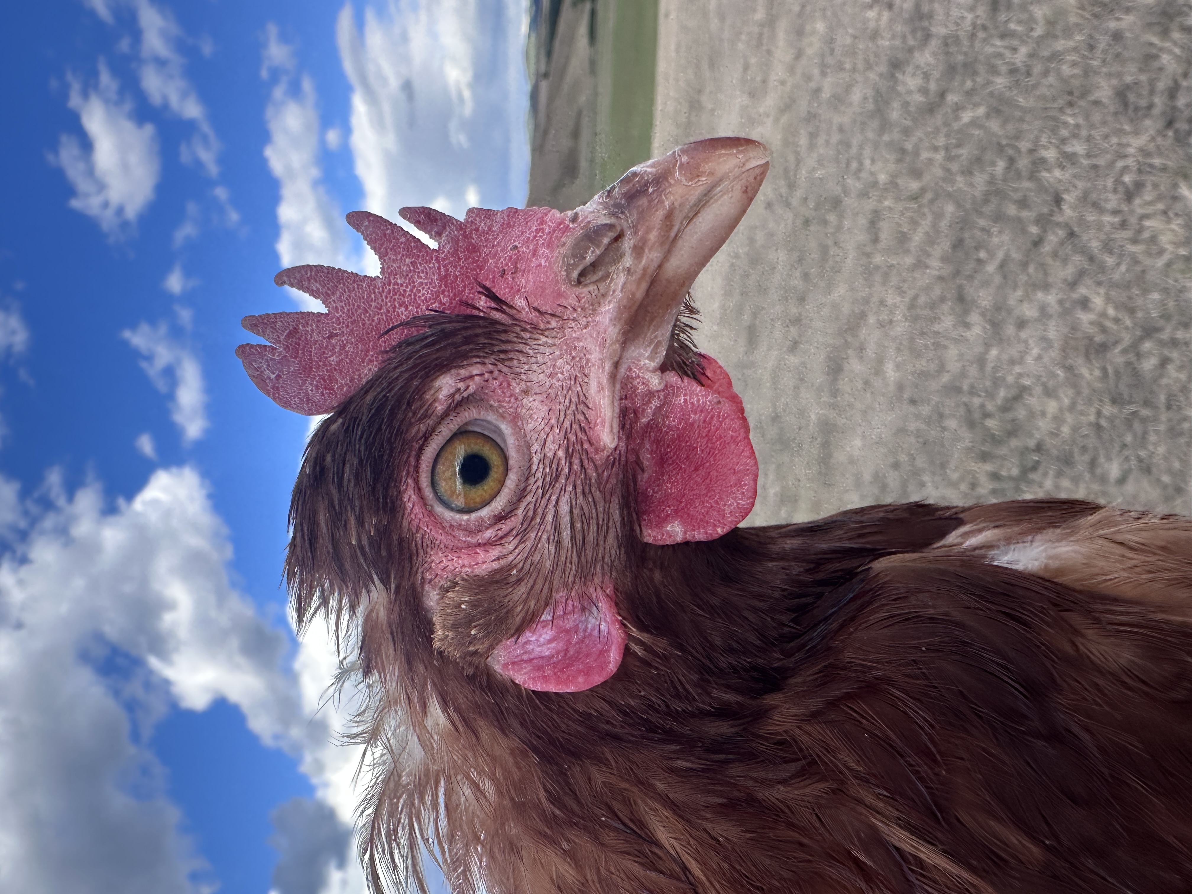 Photo of Eufrozina