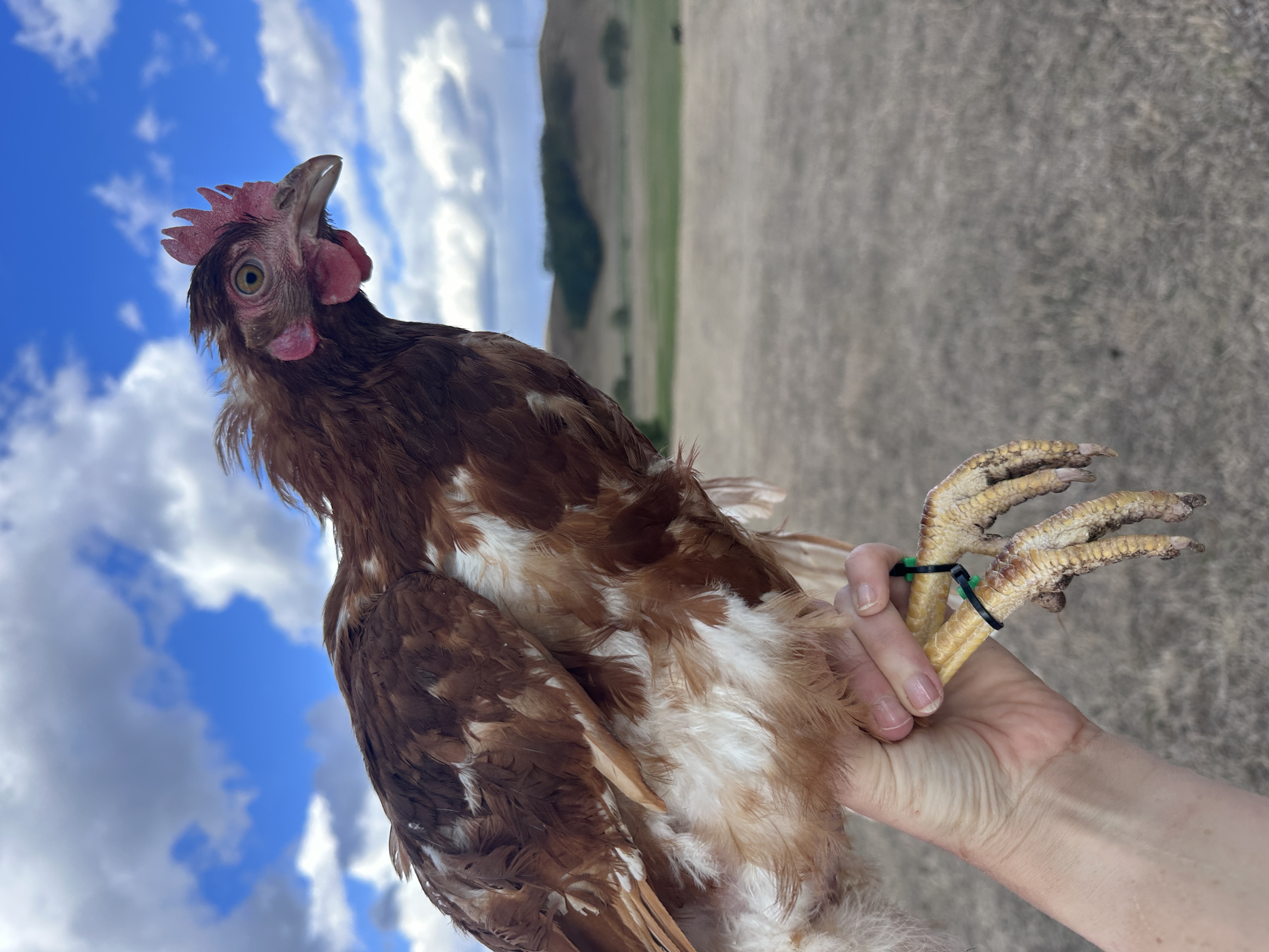 Photo of Eufrozina