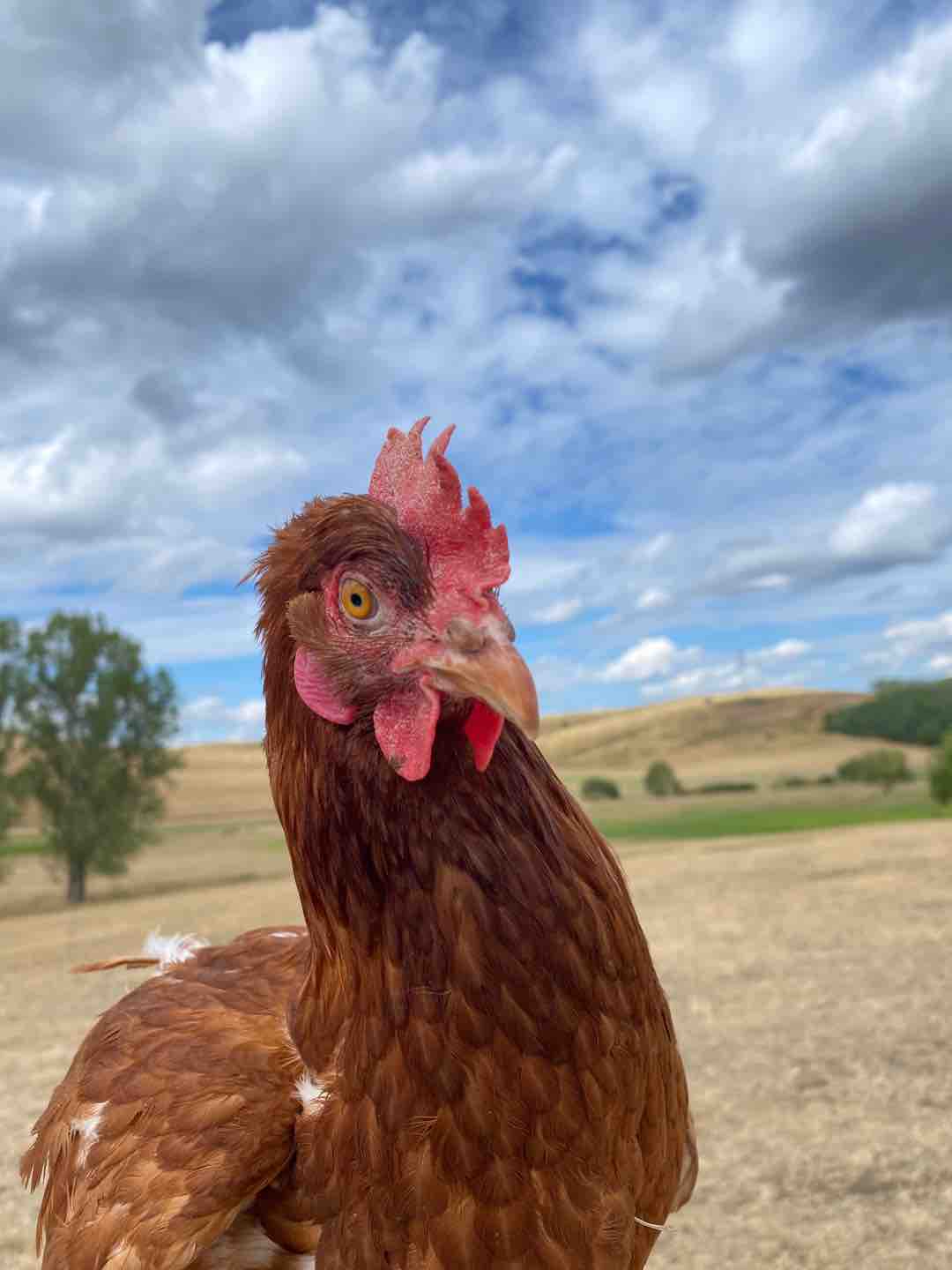Aranka