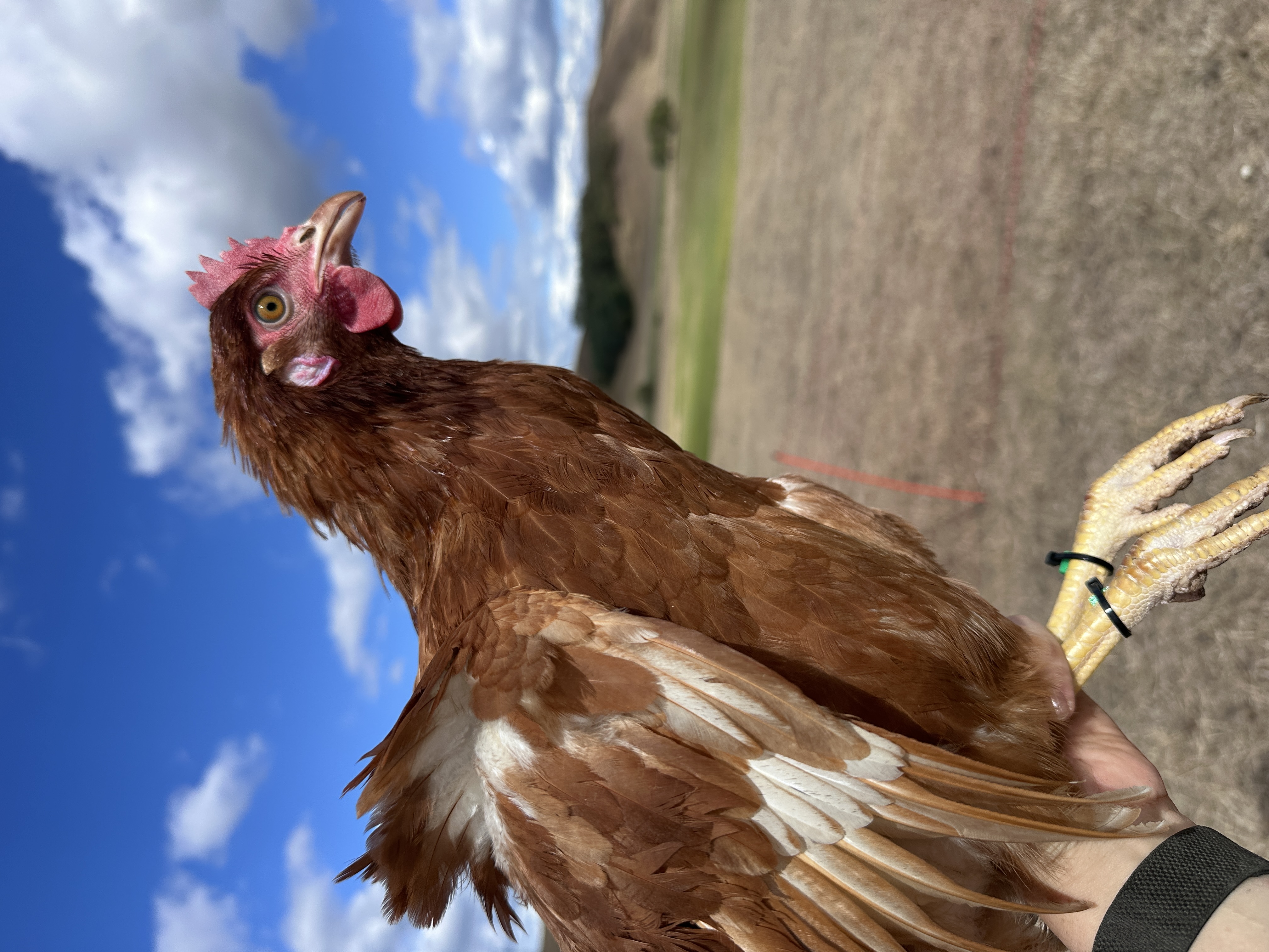 Photo of Cecilke