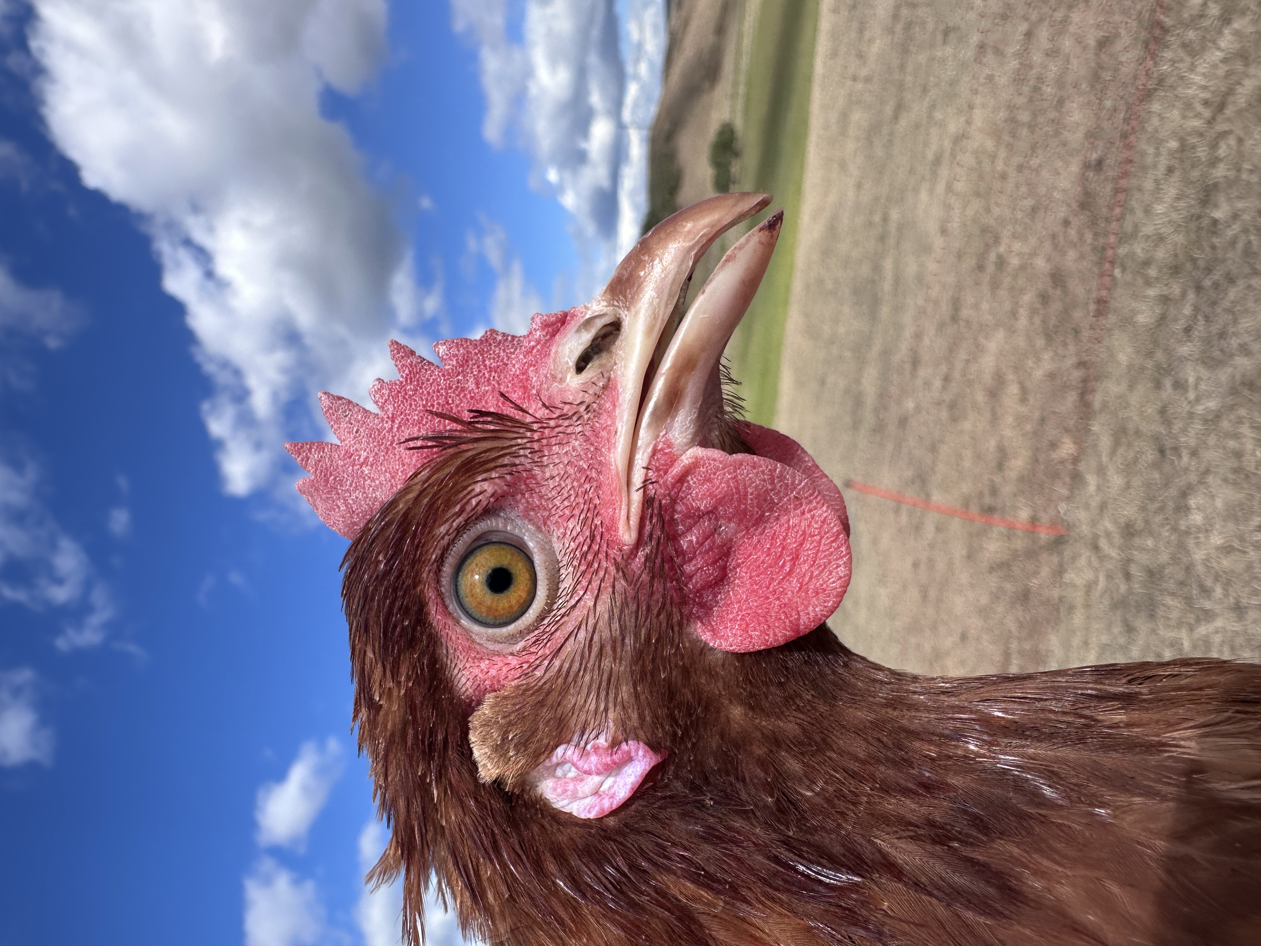 Photo of Cecilke