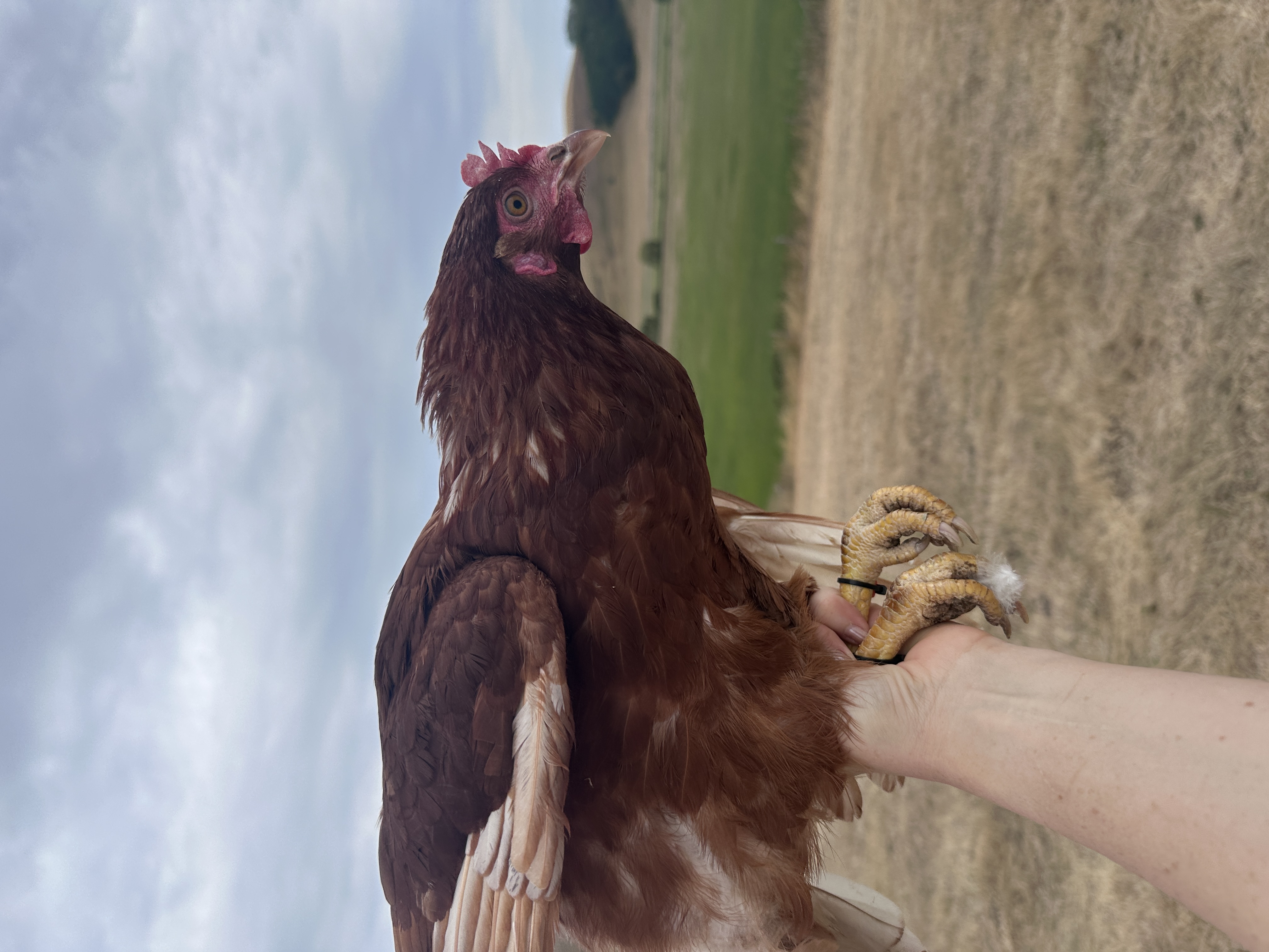 Photo of Lady Clementine