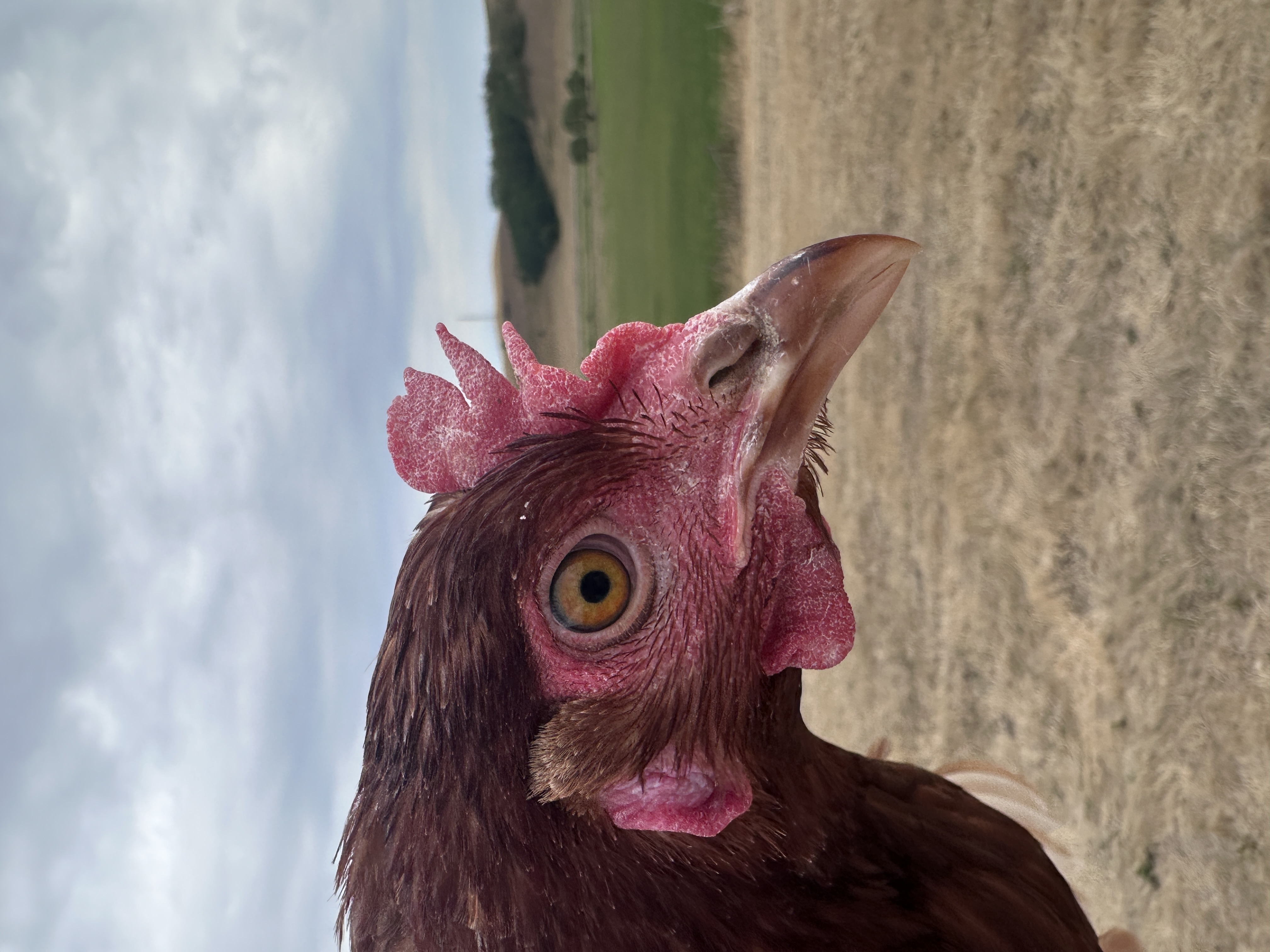 Photo of Lady Clementine