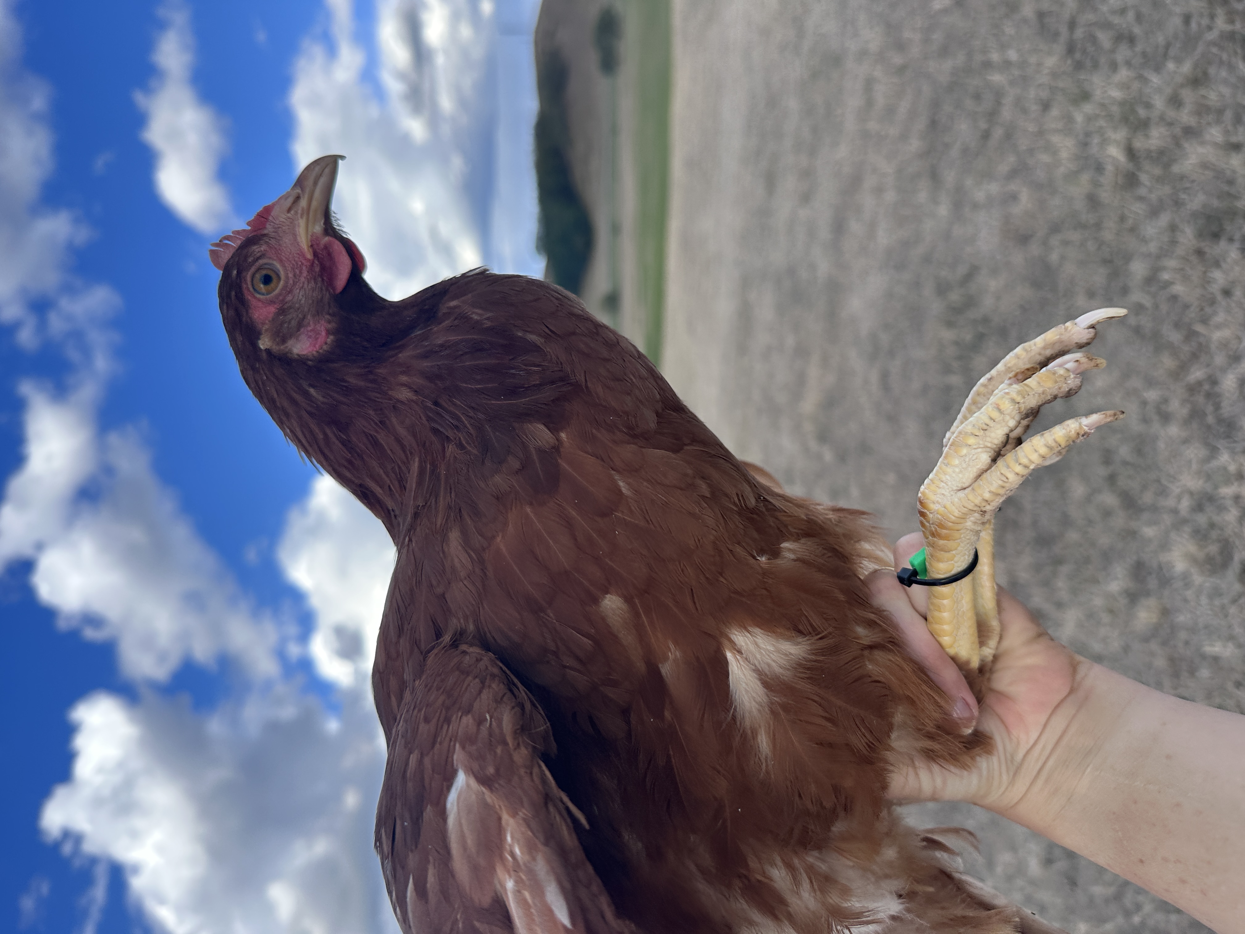 Photo of Pindurka