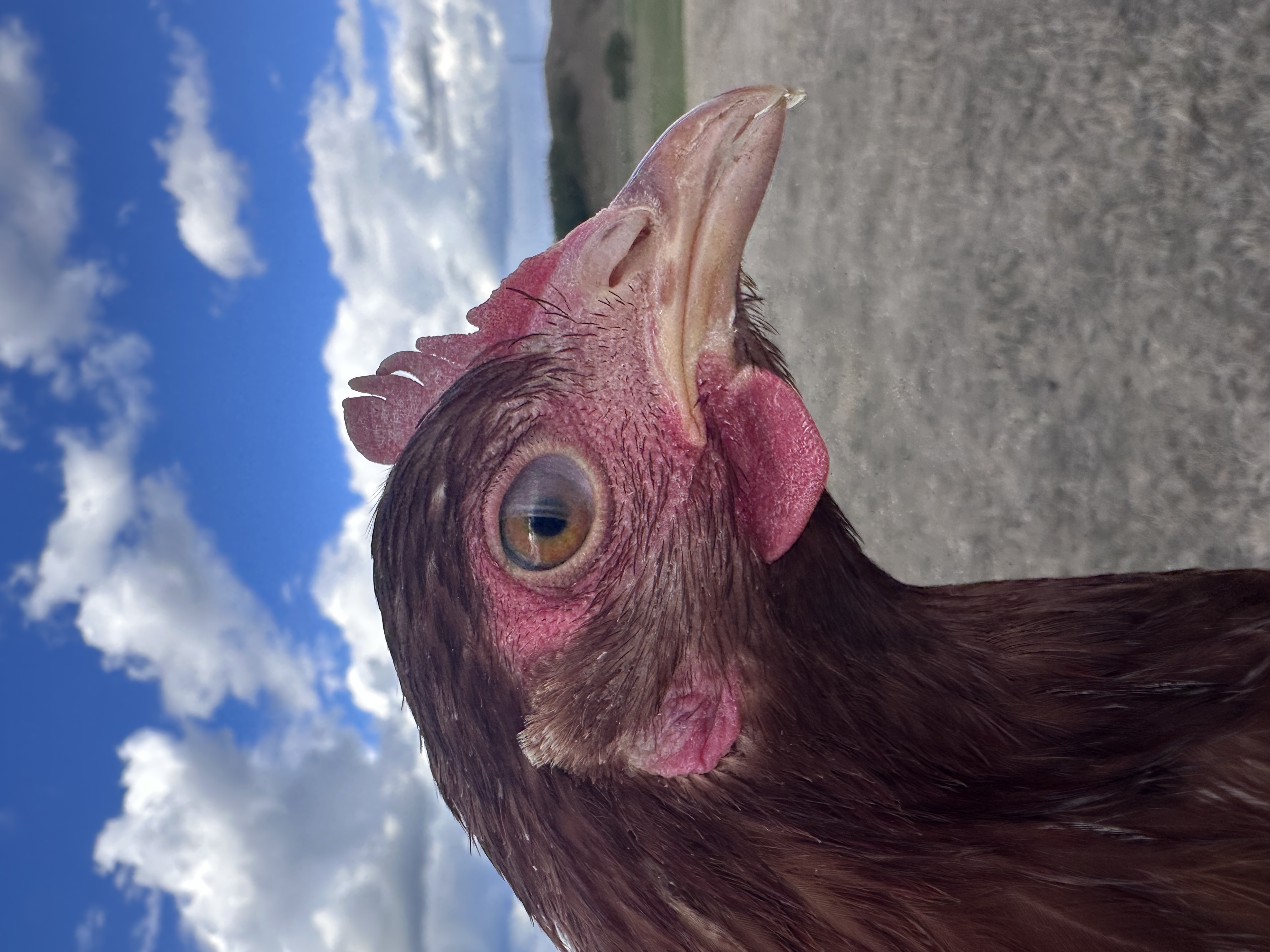 Photo of Pindurka