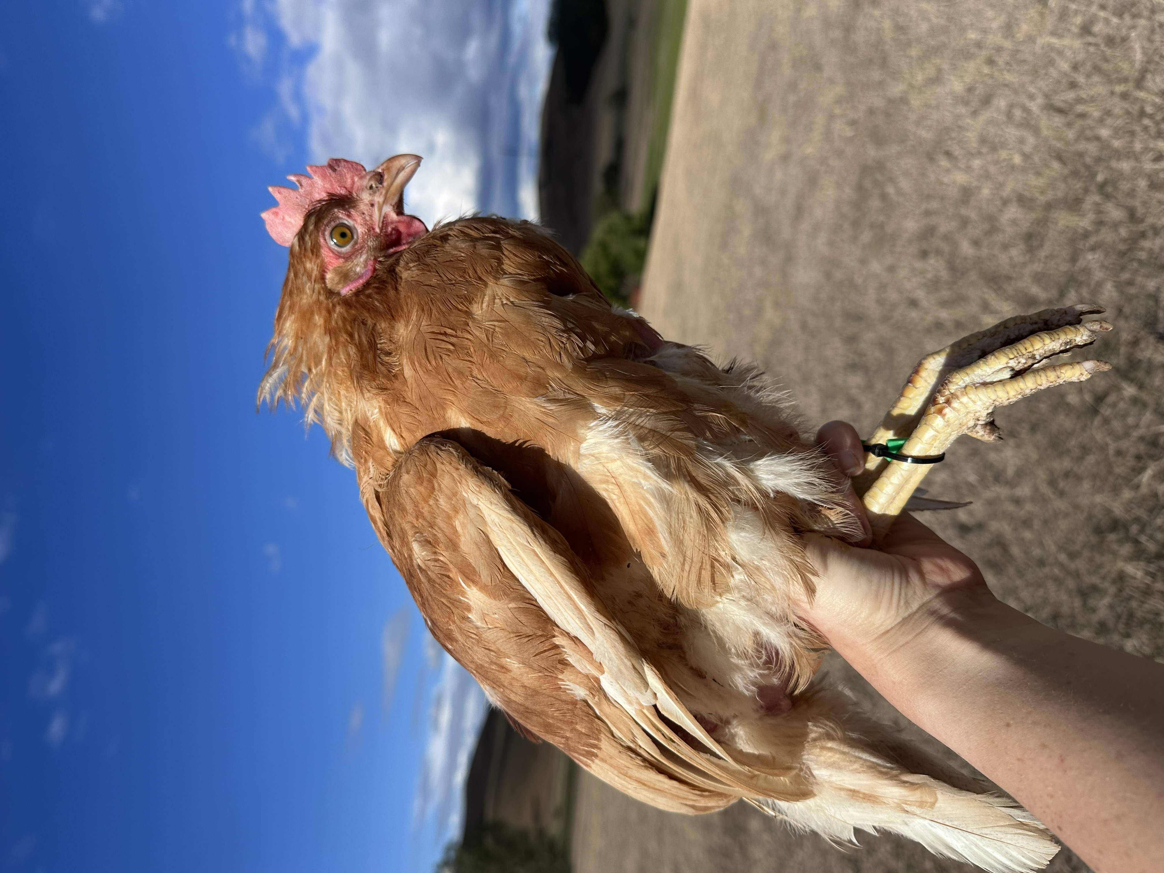 Photo of Nugget (Sára tyúkja, eredeti nevén: Vali)