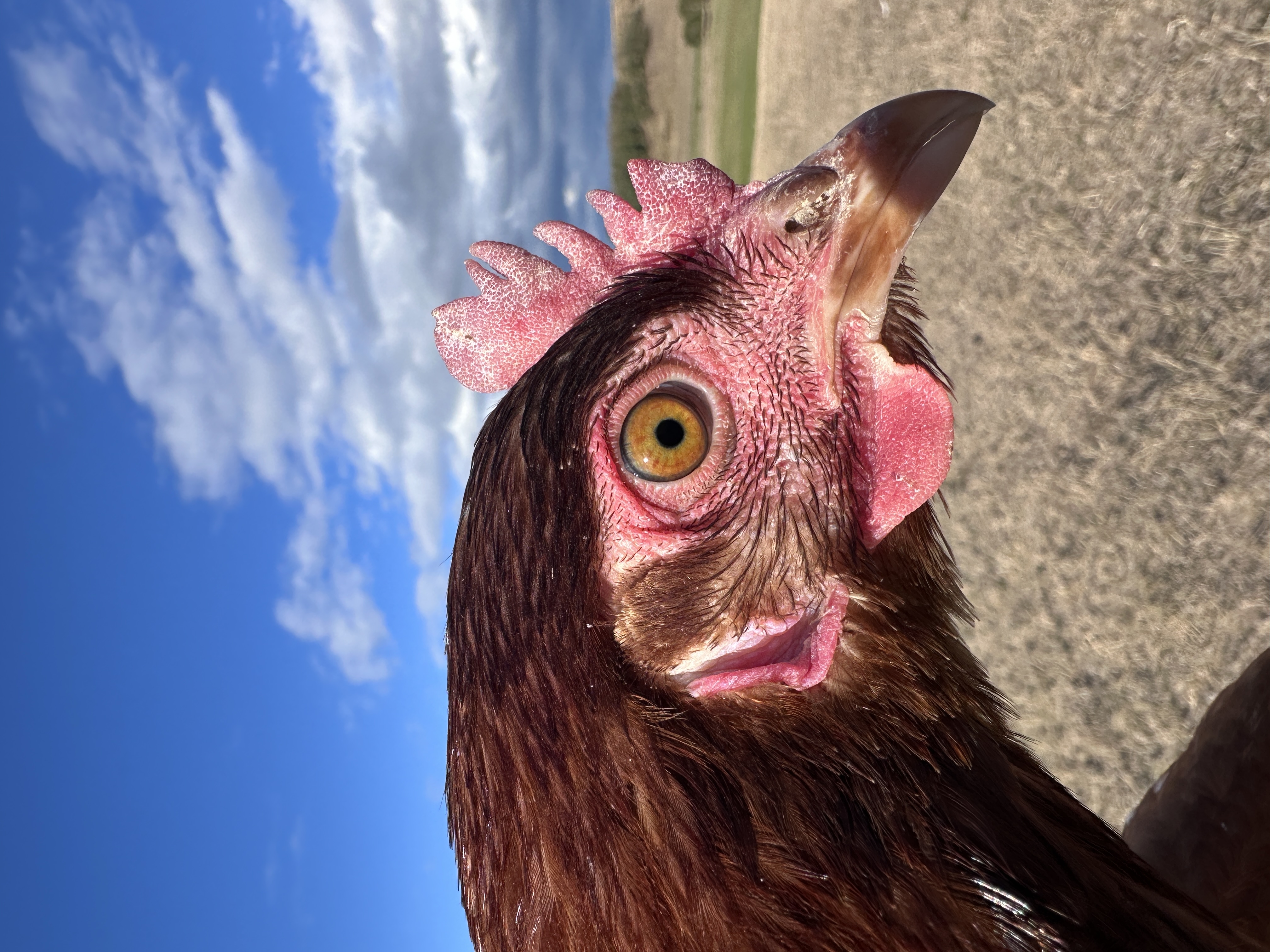 Photo of Irma