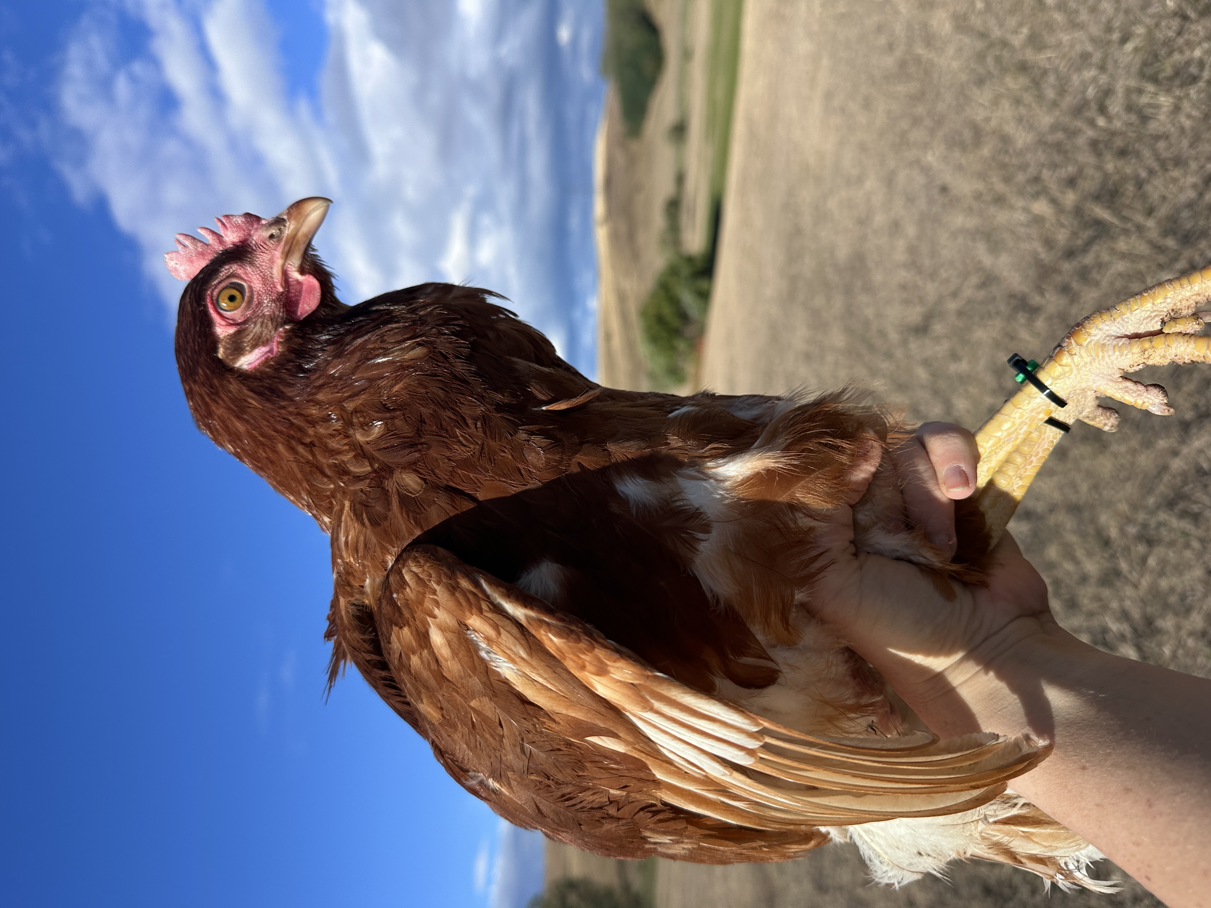 Photo of Irma