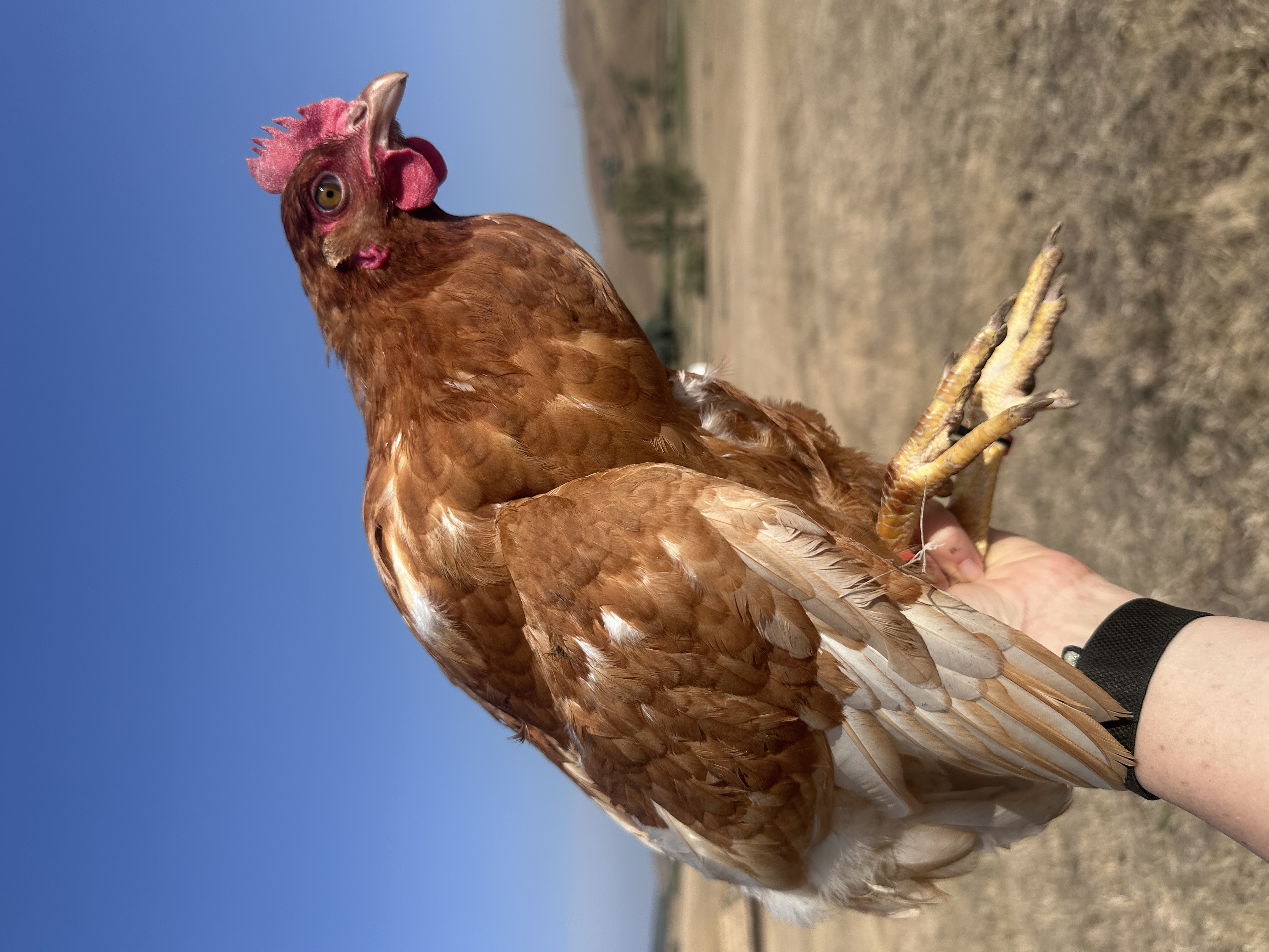 Photo of Mozzarella