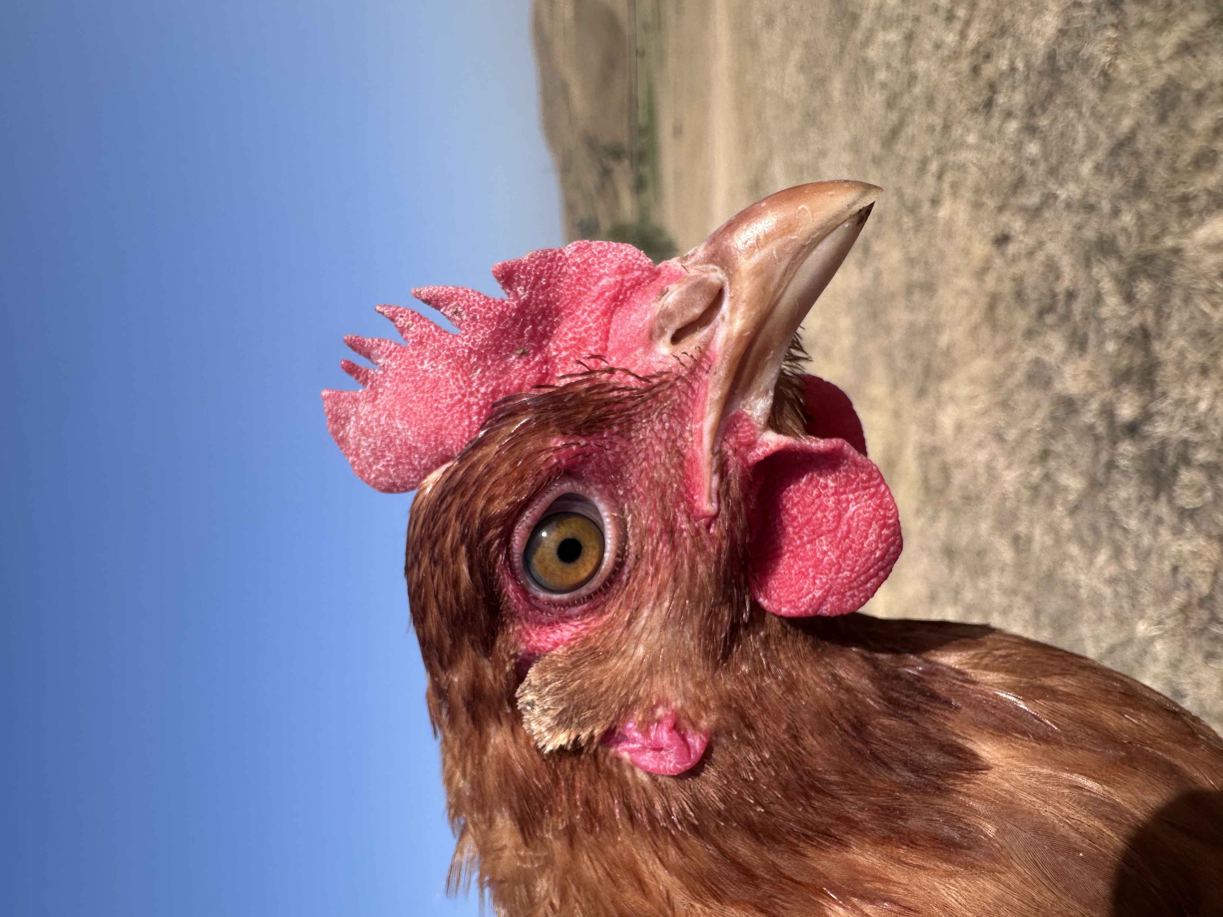 Photo of Mozzarella