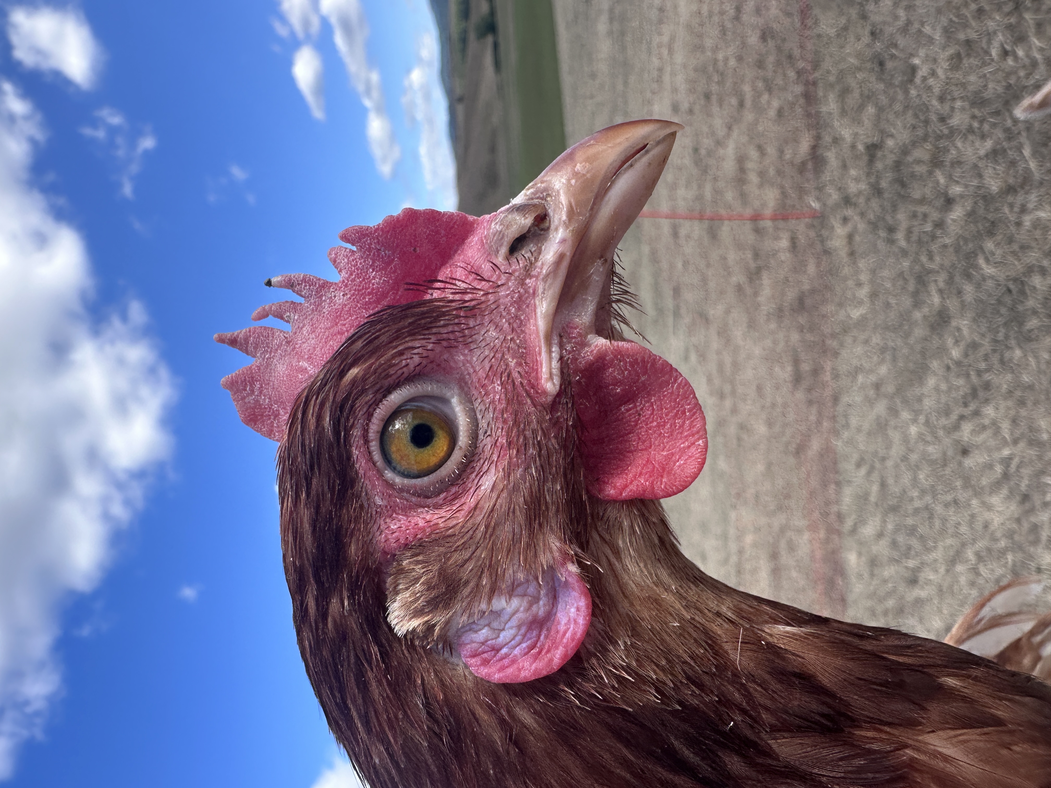 Photo of TopTik