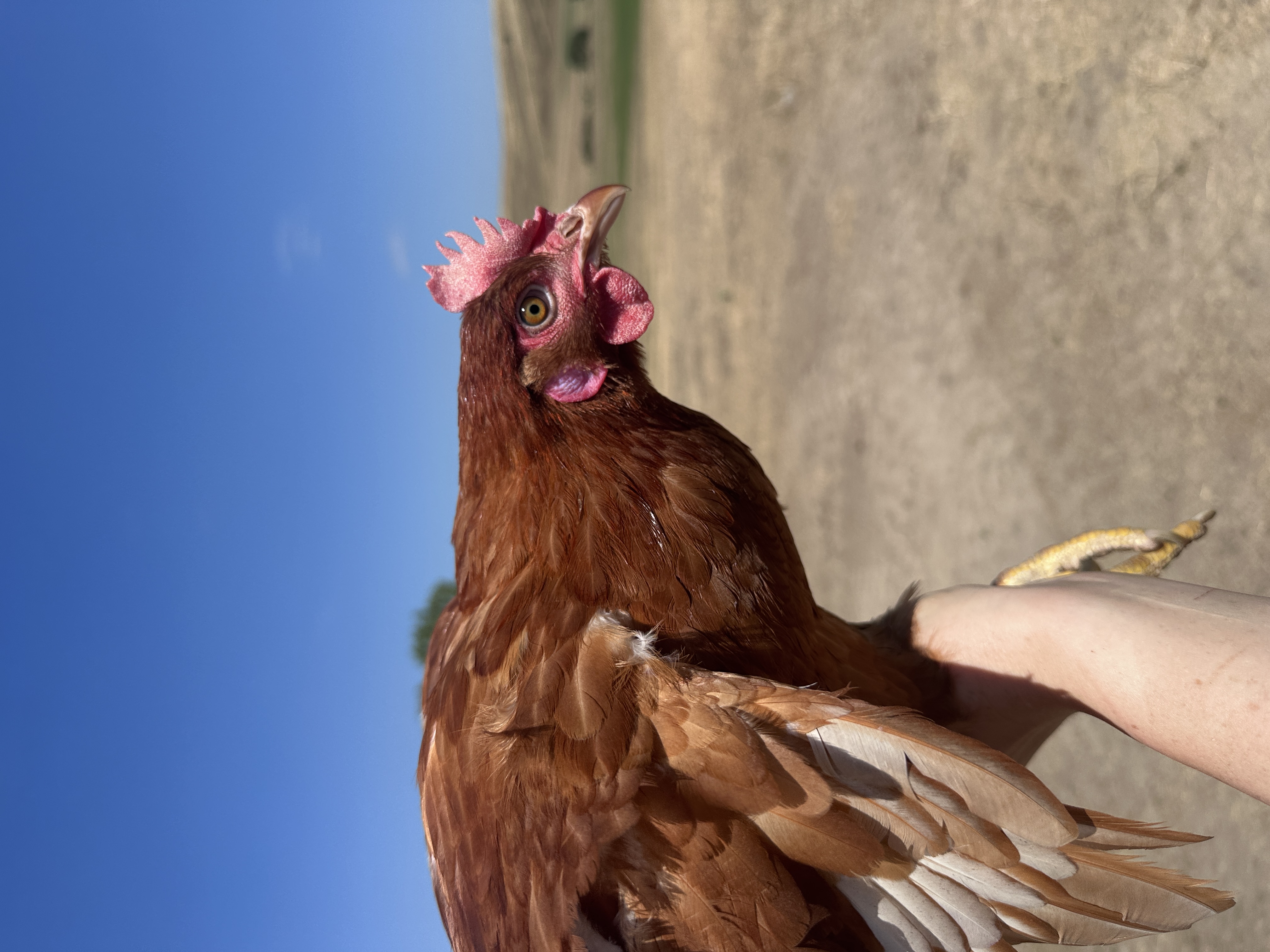 Photo of Rozi