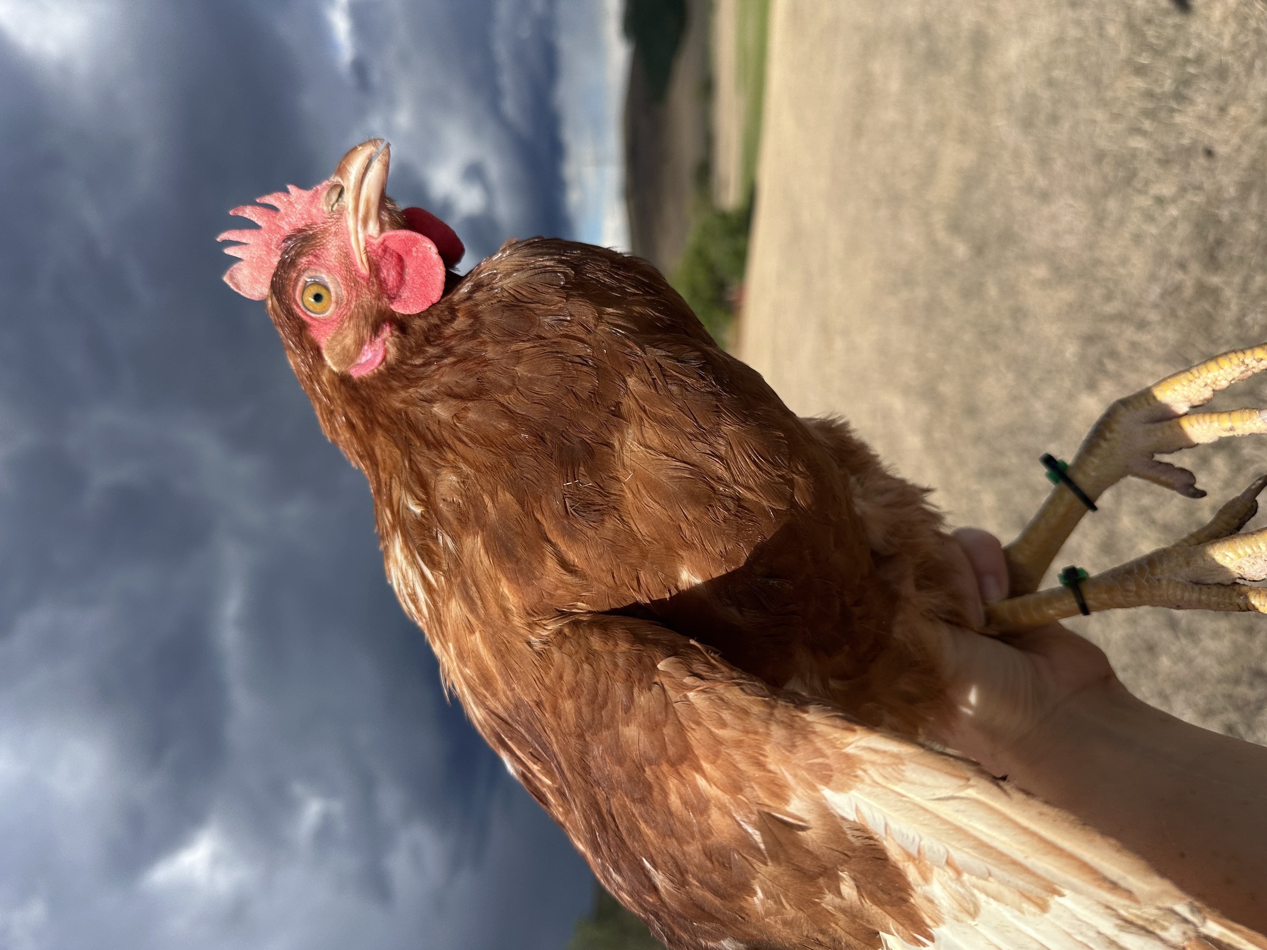 Photo of Coco Csipell