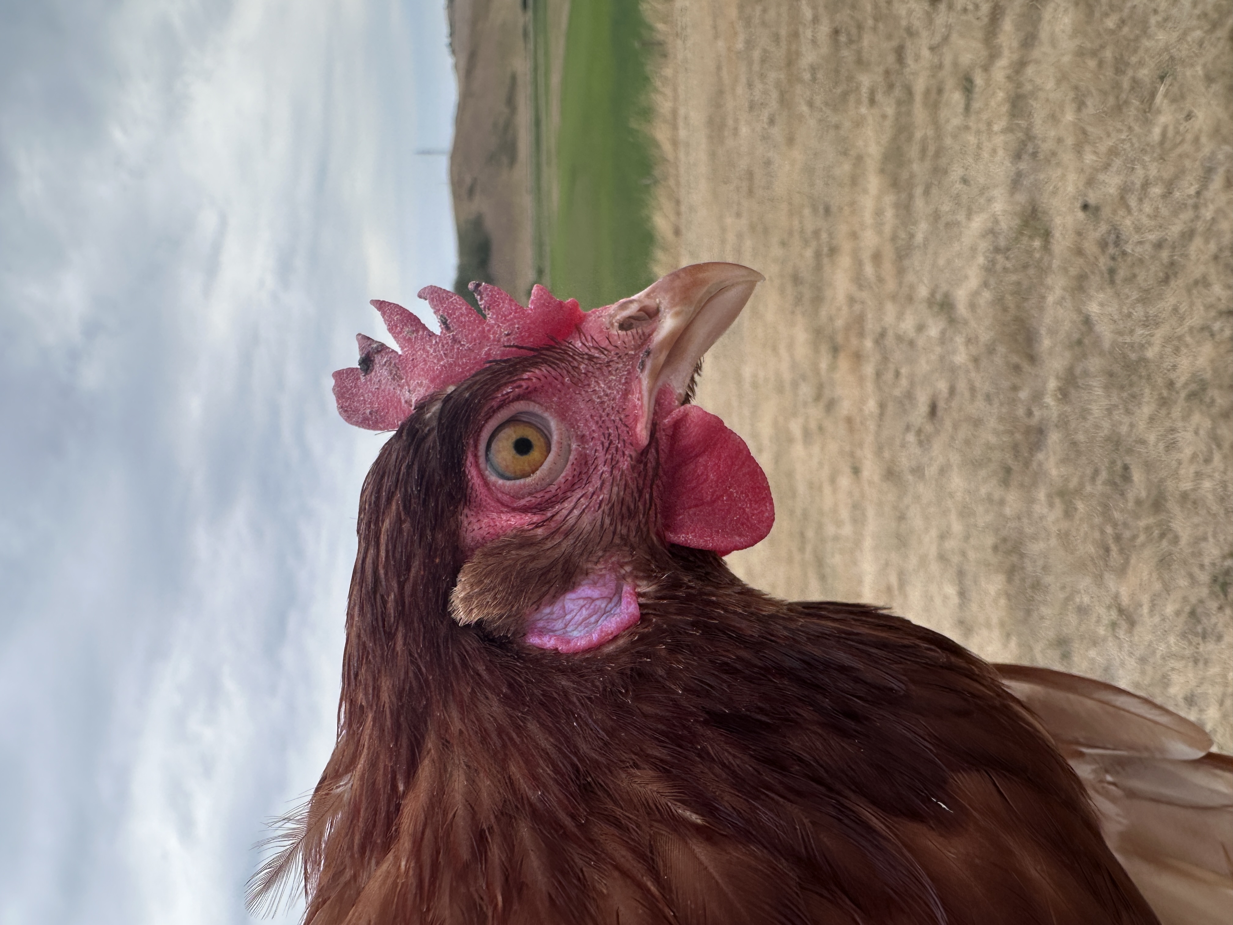 Photo of Lüke