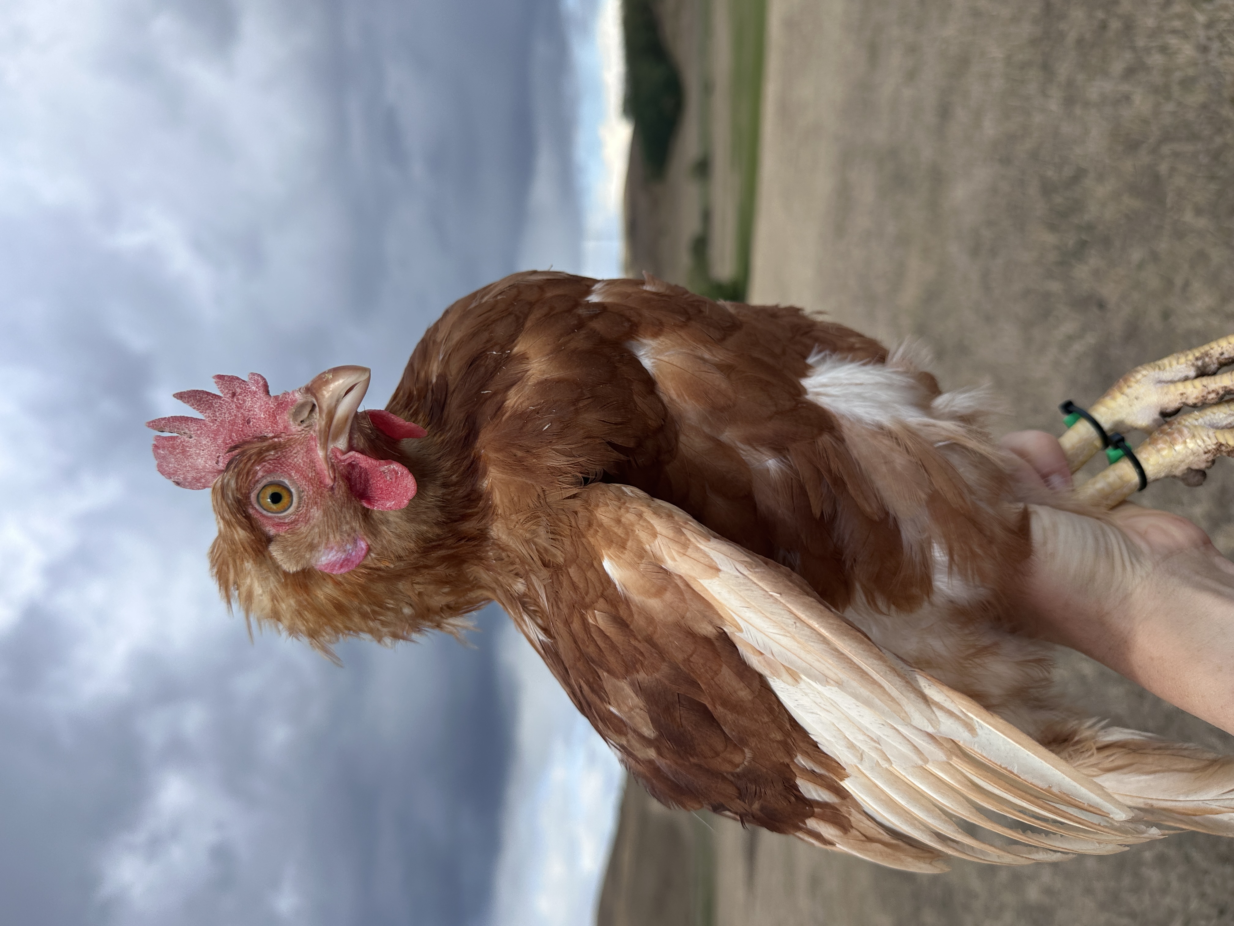 Photo of Balbina