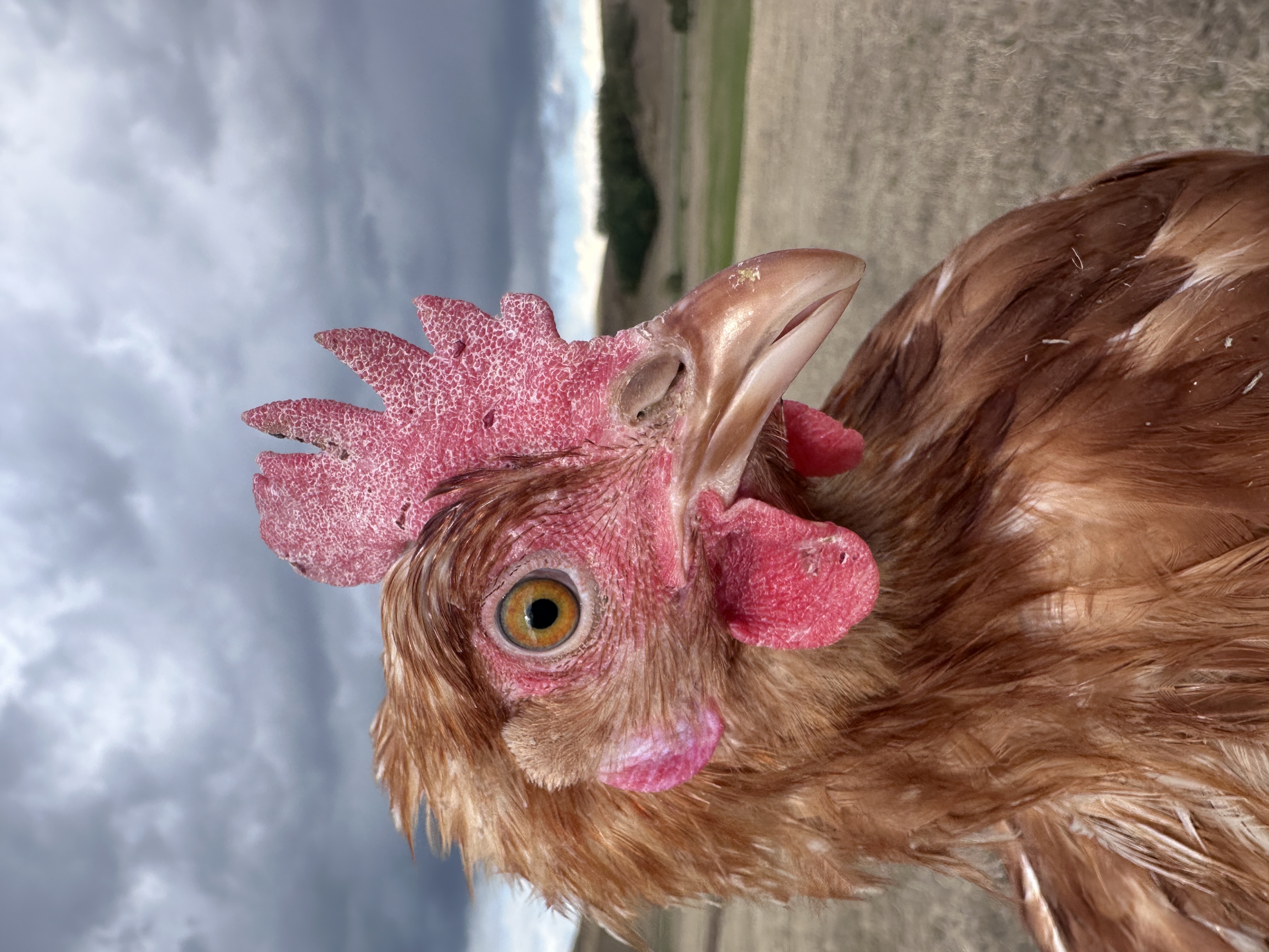 Photo of Balbina