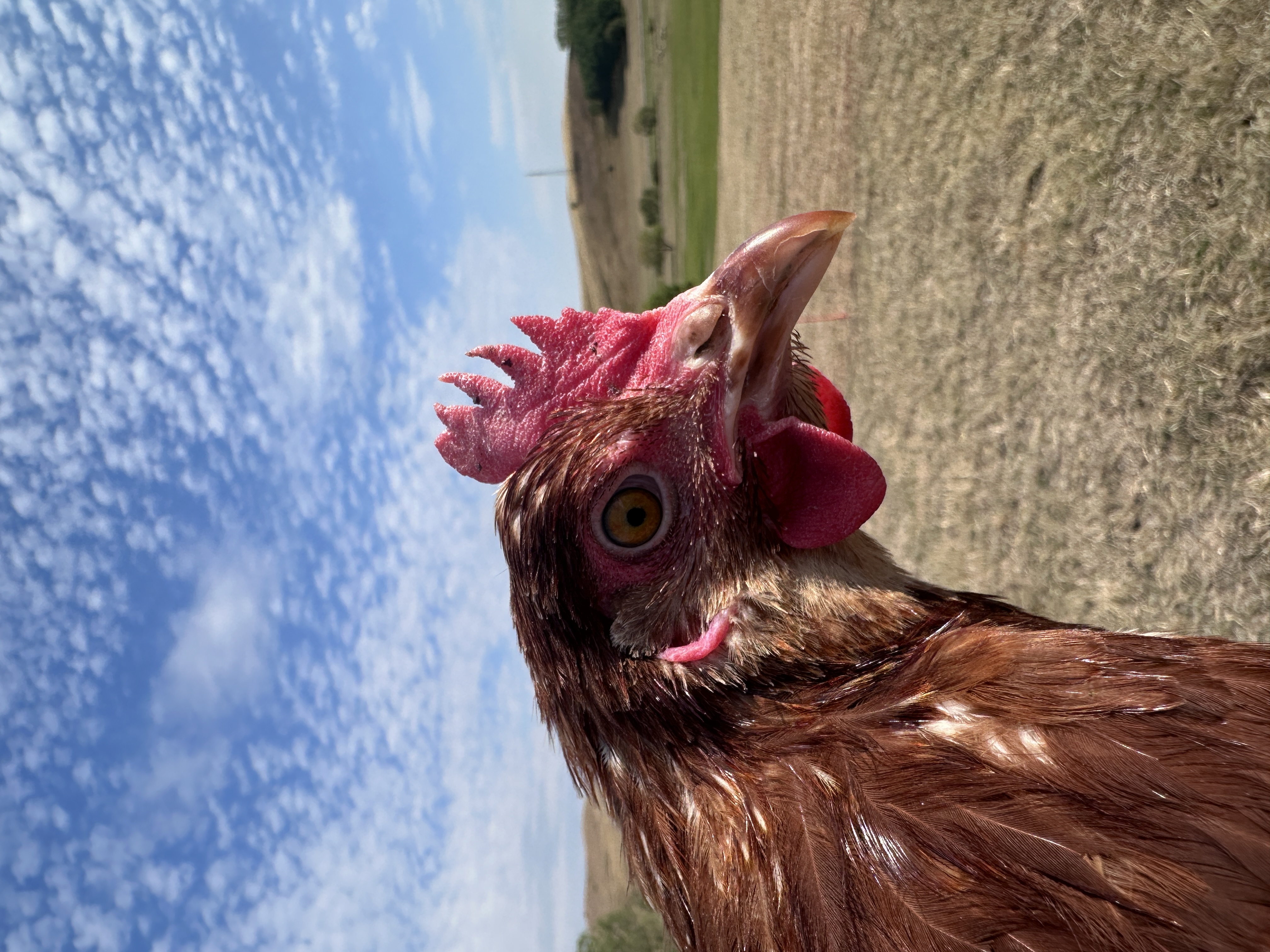 Photo of Tyúkné Julcsa