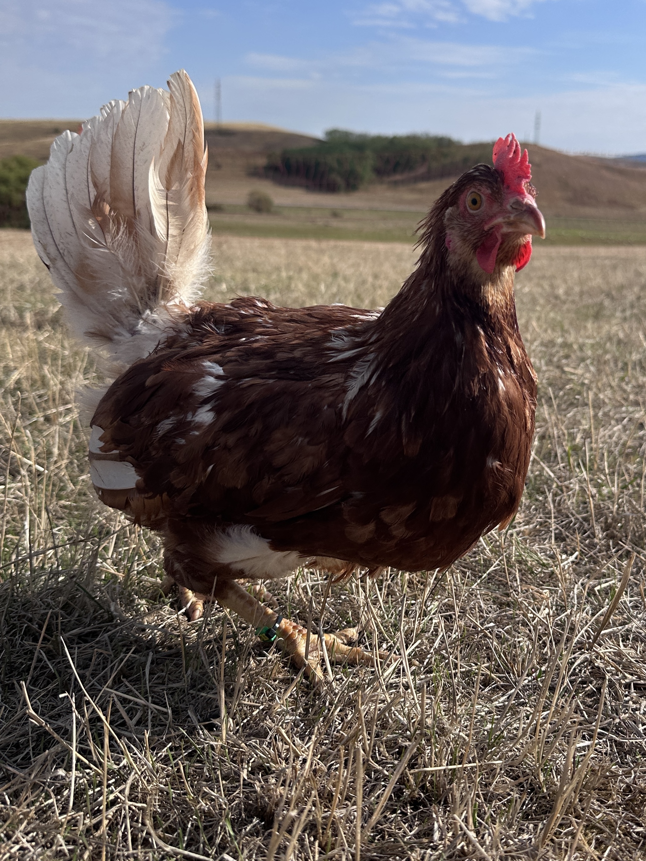 Photo of Tyúkné Julcsa