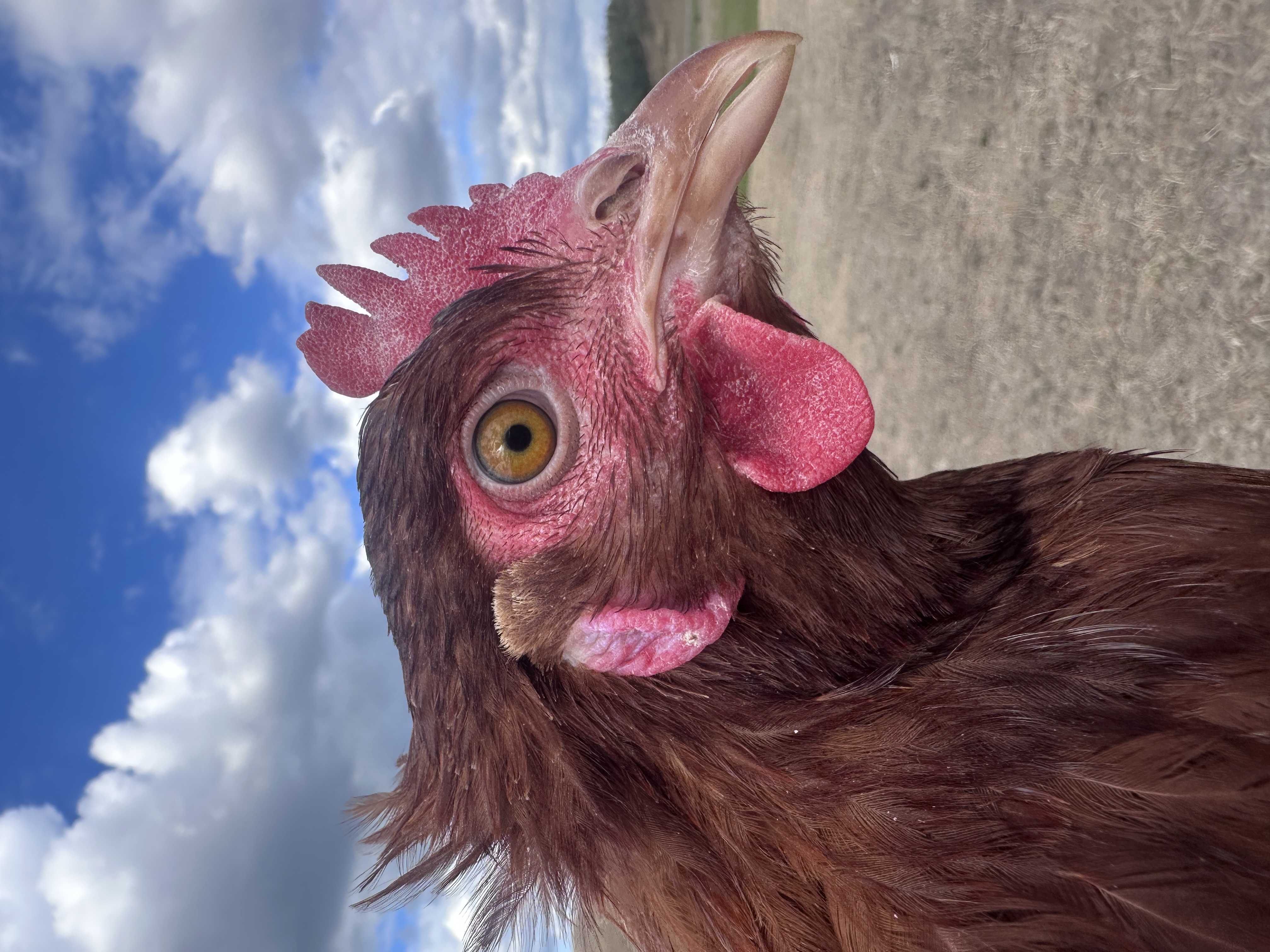 Photo of Benedek