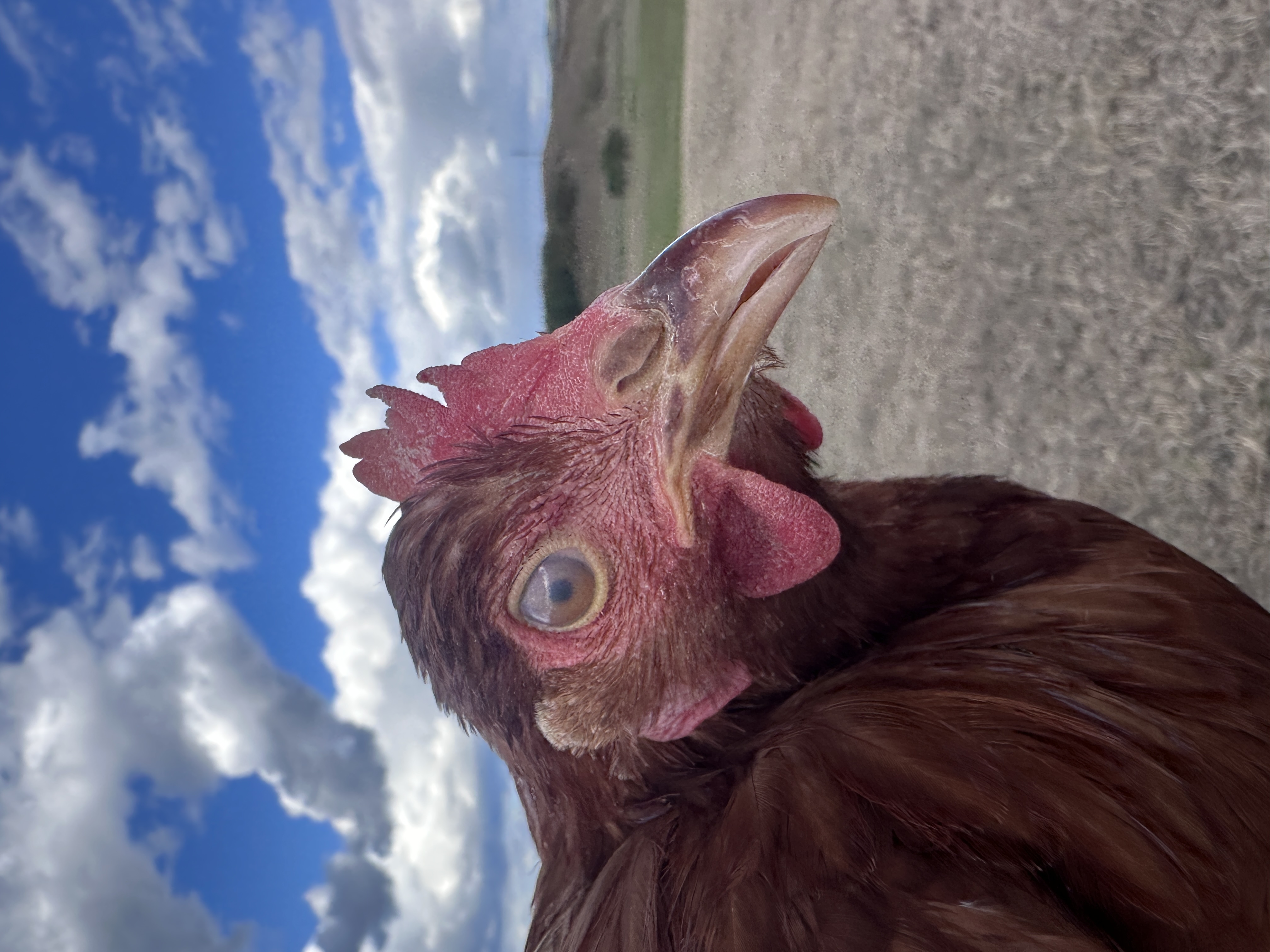 Photo of Csiperke