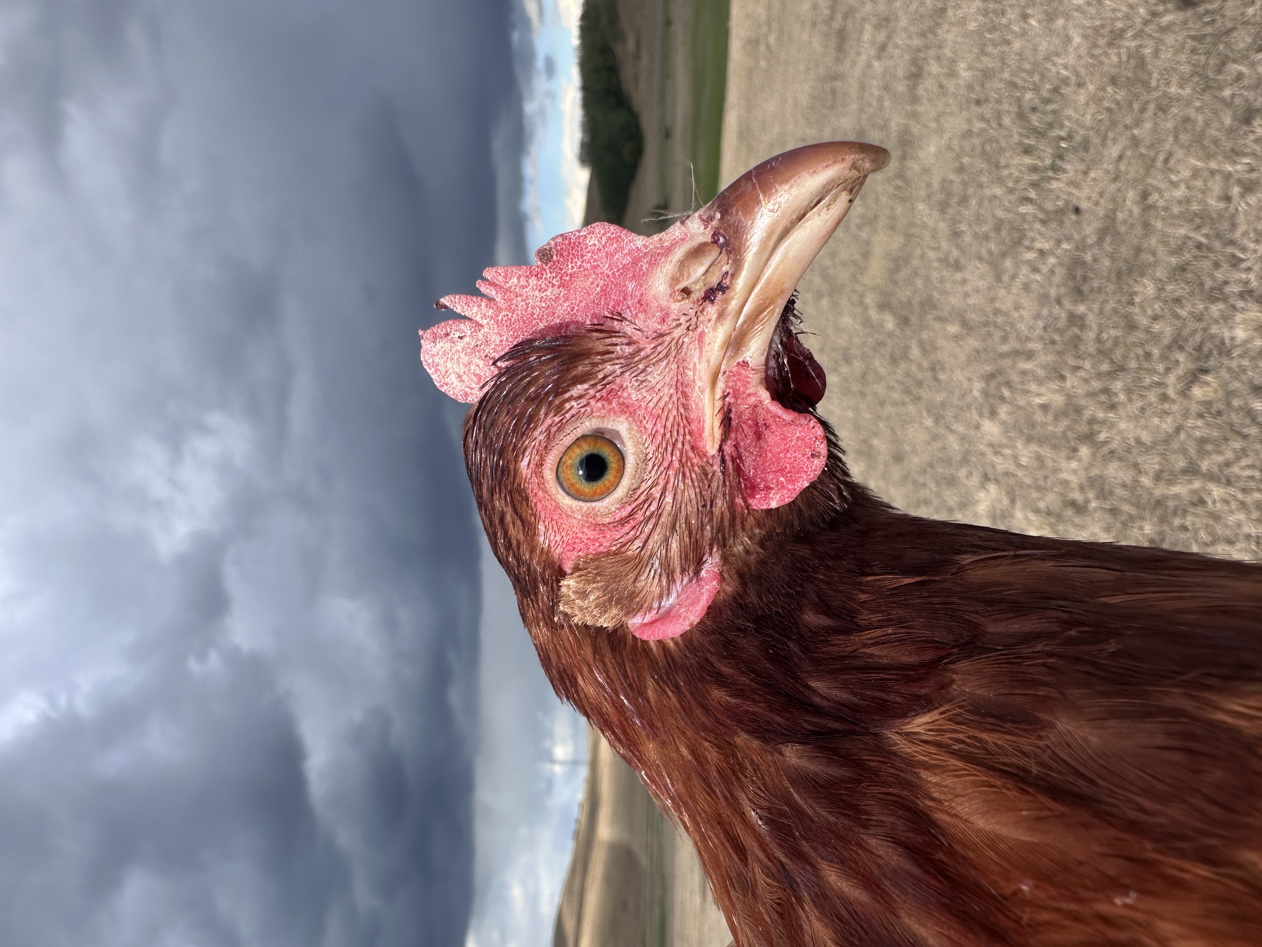 Photo of Csilla