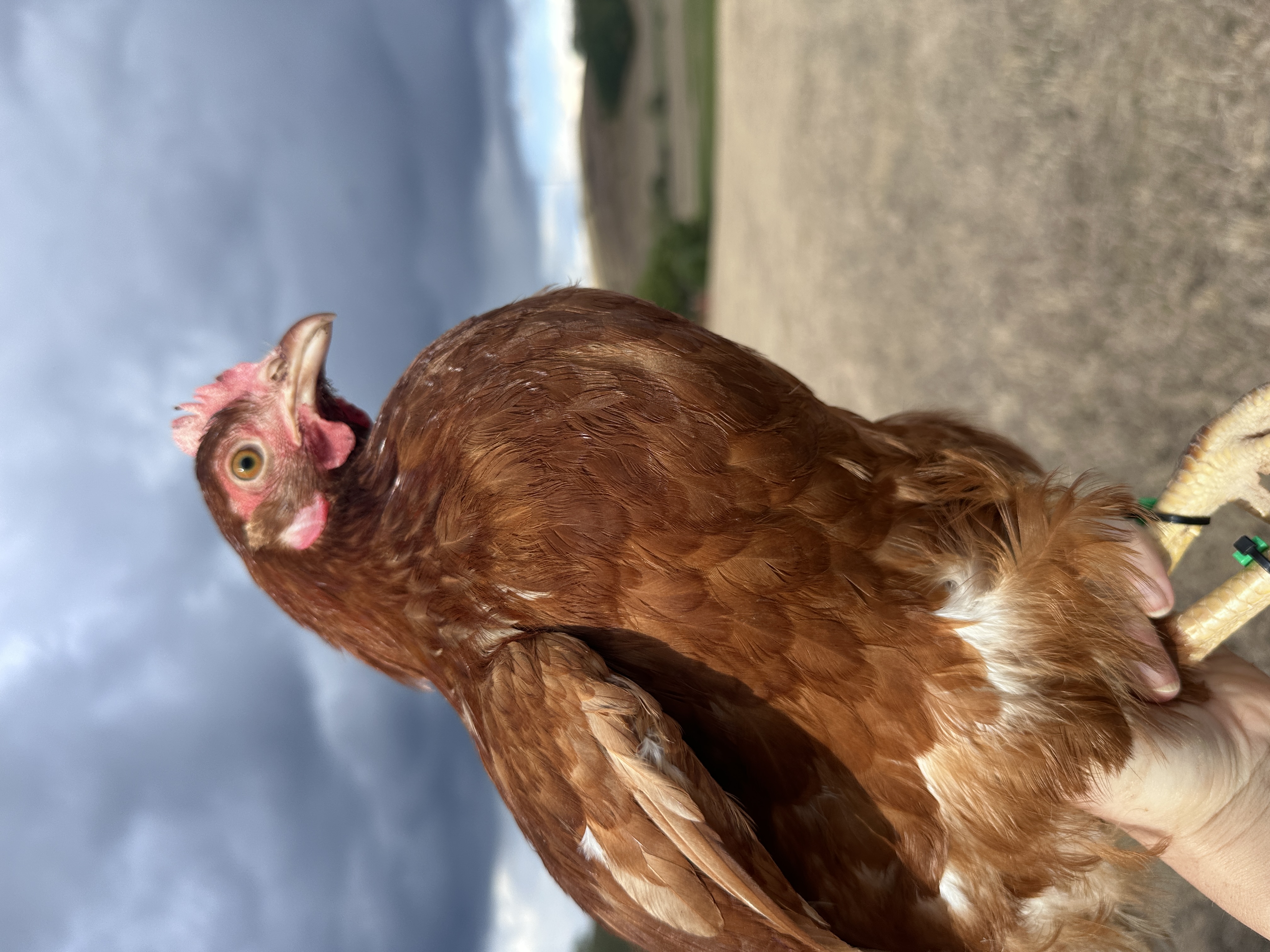 Photo of Csilla