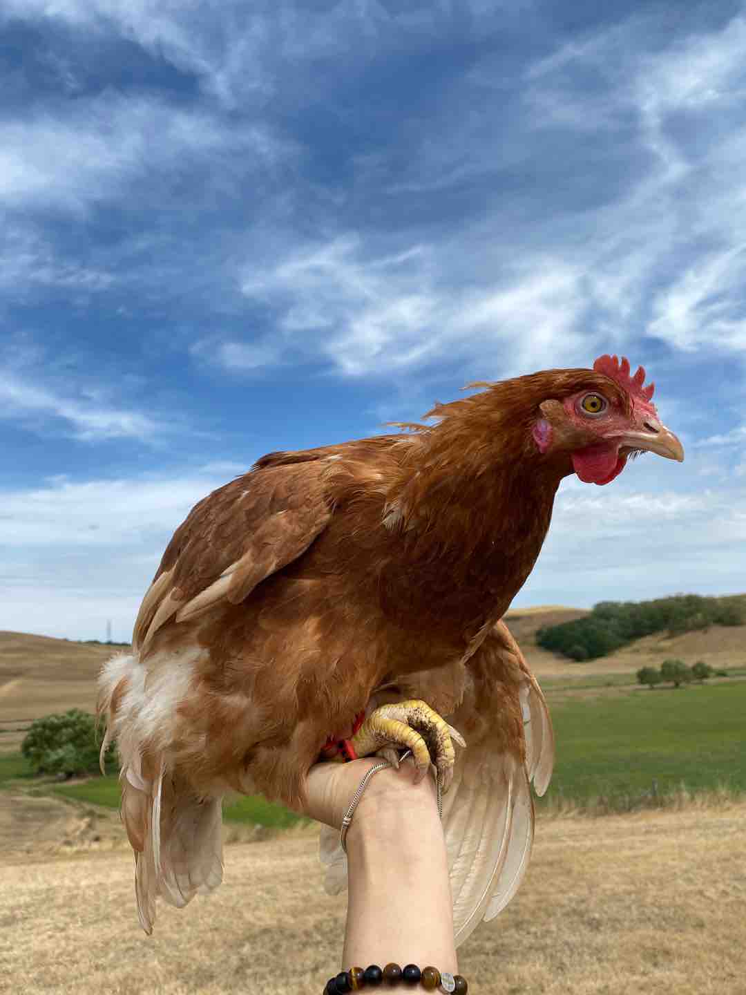 Photo of Galuska