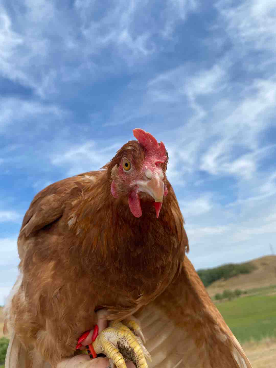Photo of Galuska