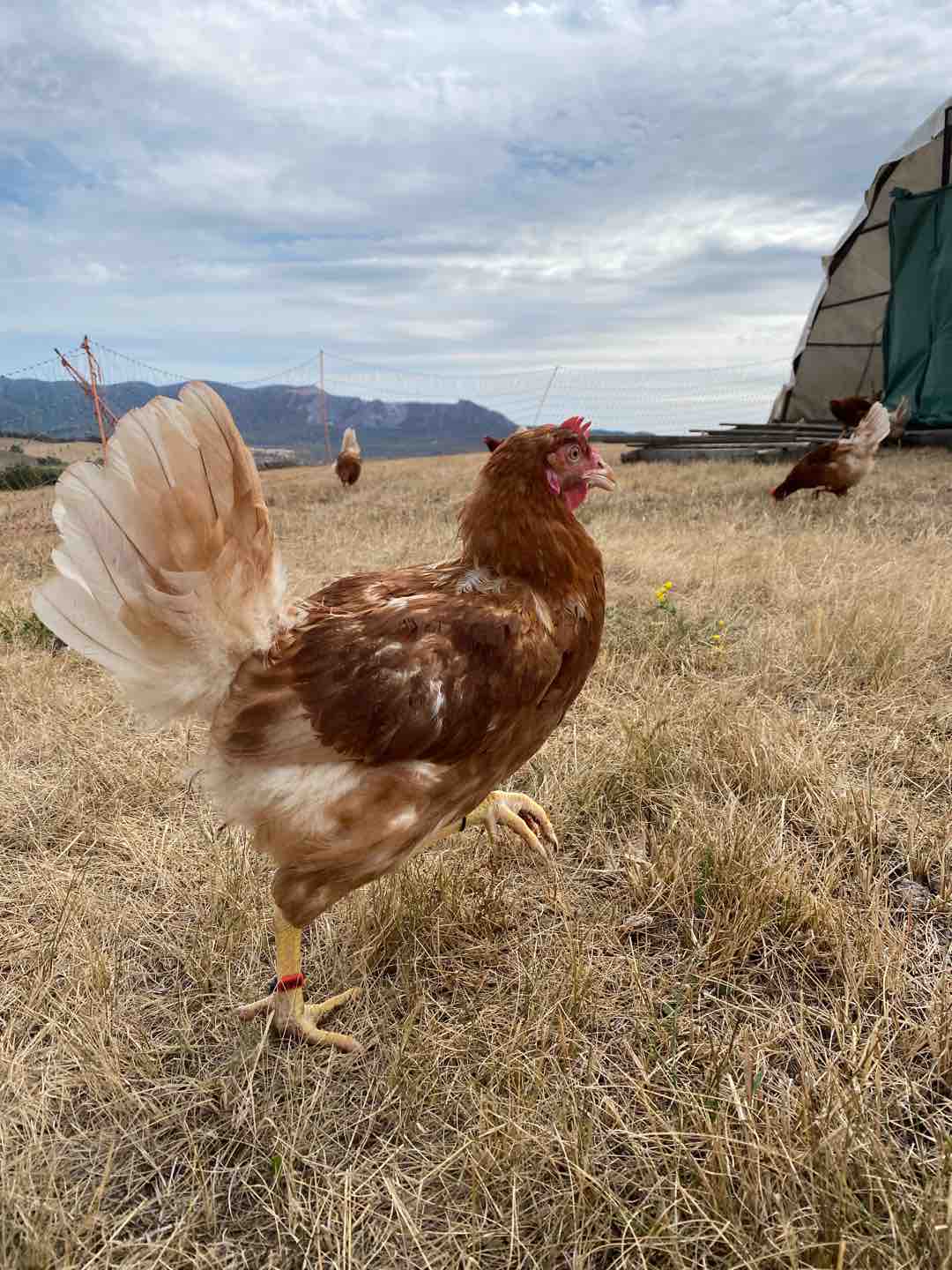 Photo of Galuska