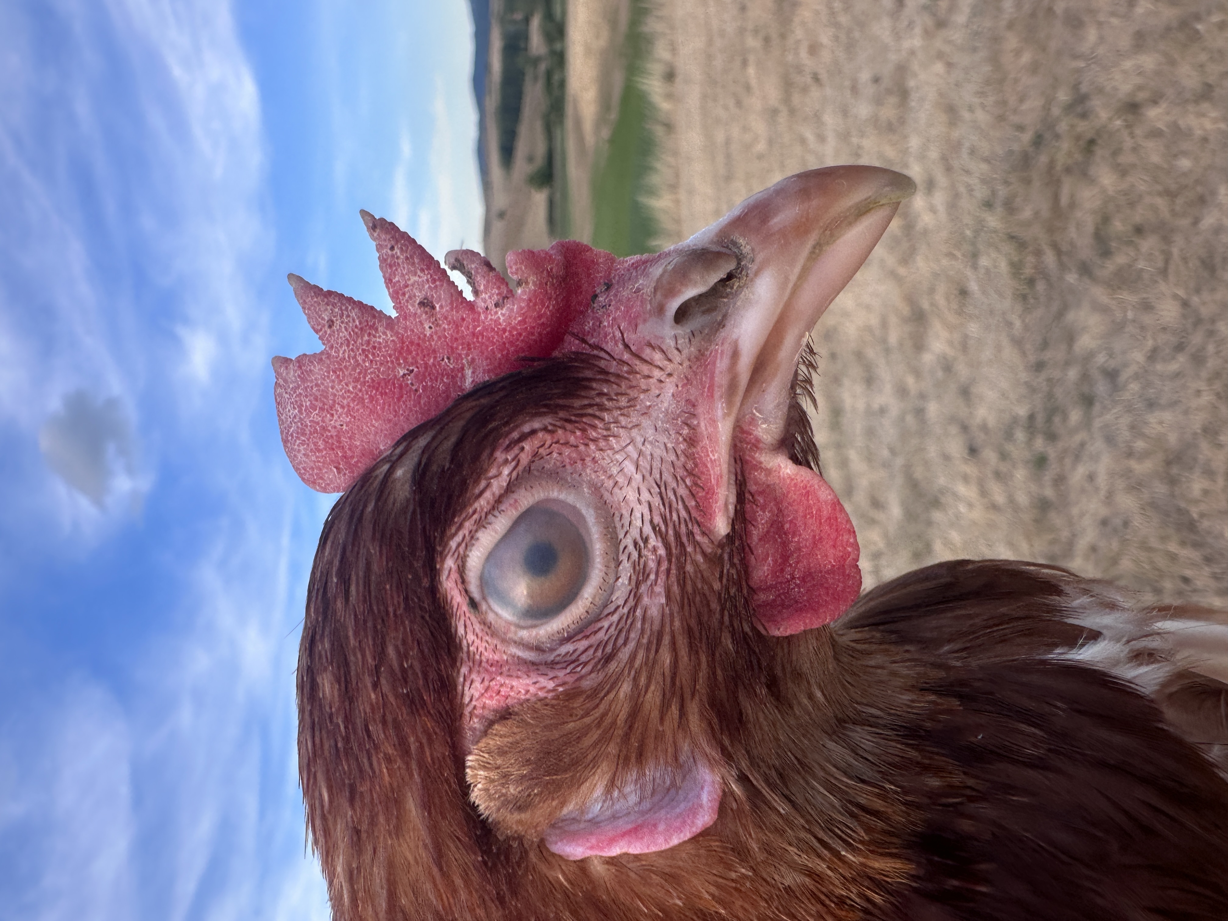 Fotó róla: Dr. Kotkoda