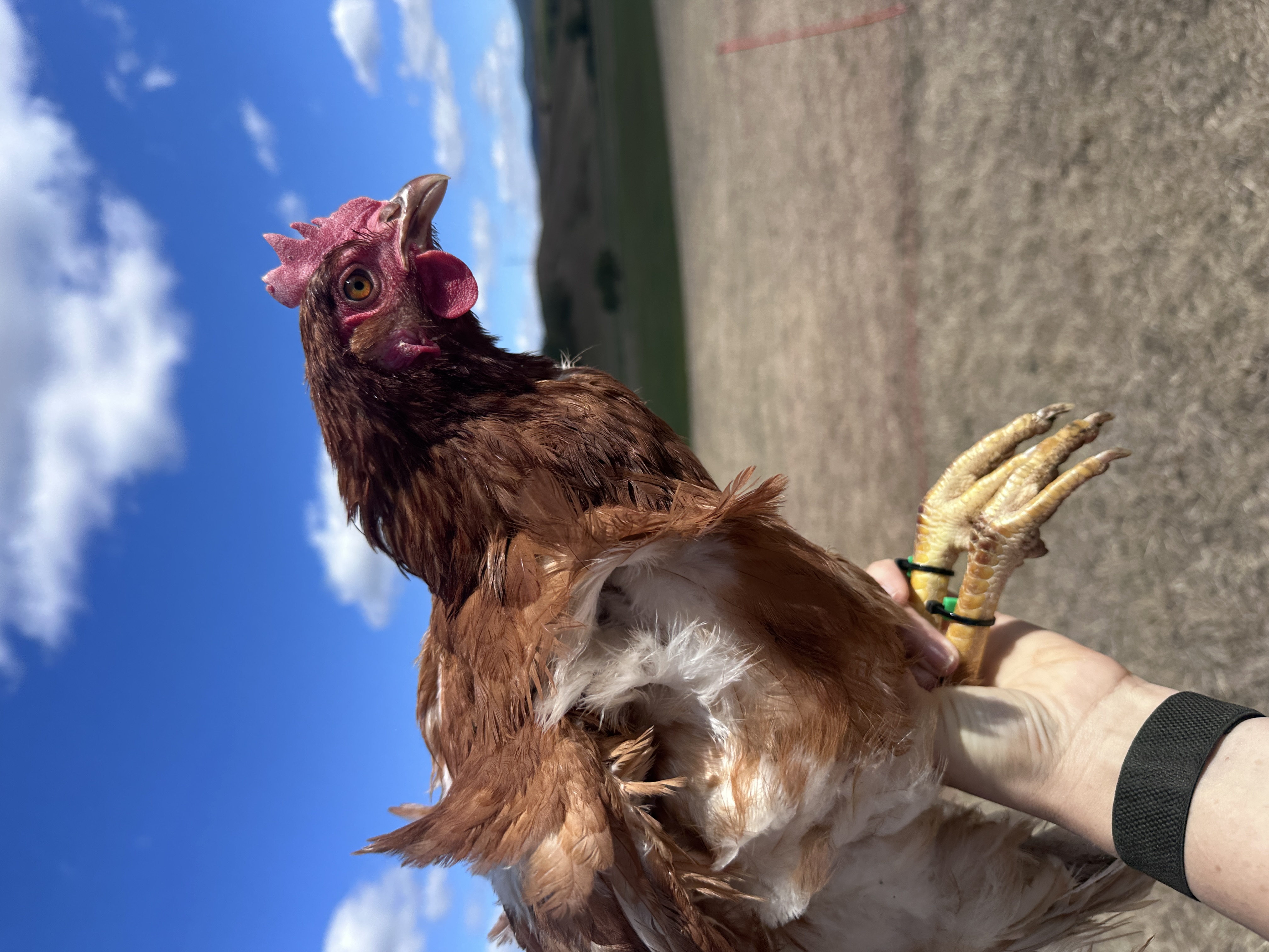 Photo of Aranka