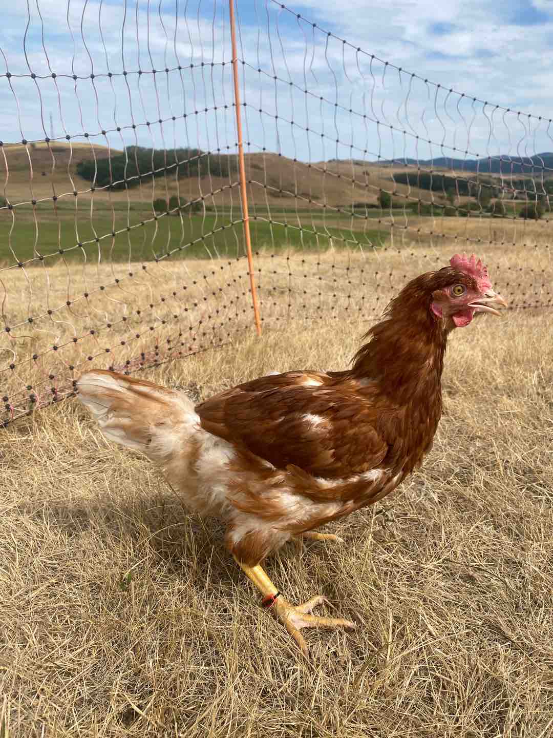 Photo of Csirkepapri