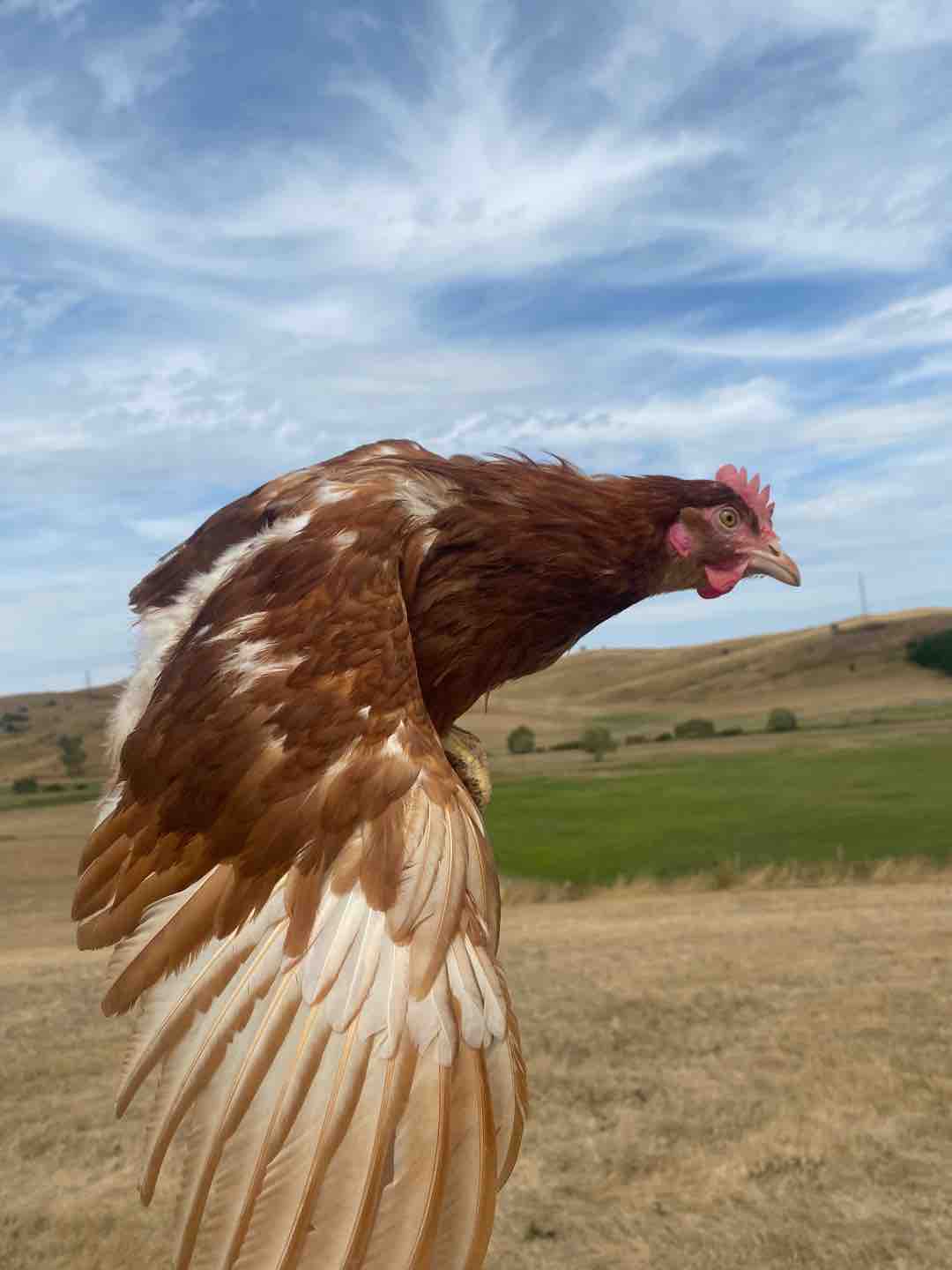 Photo of Csirkepapri