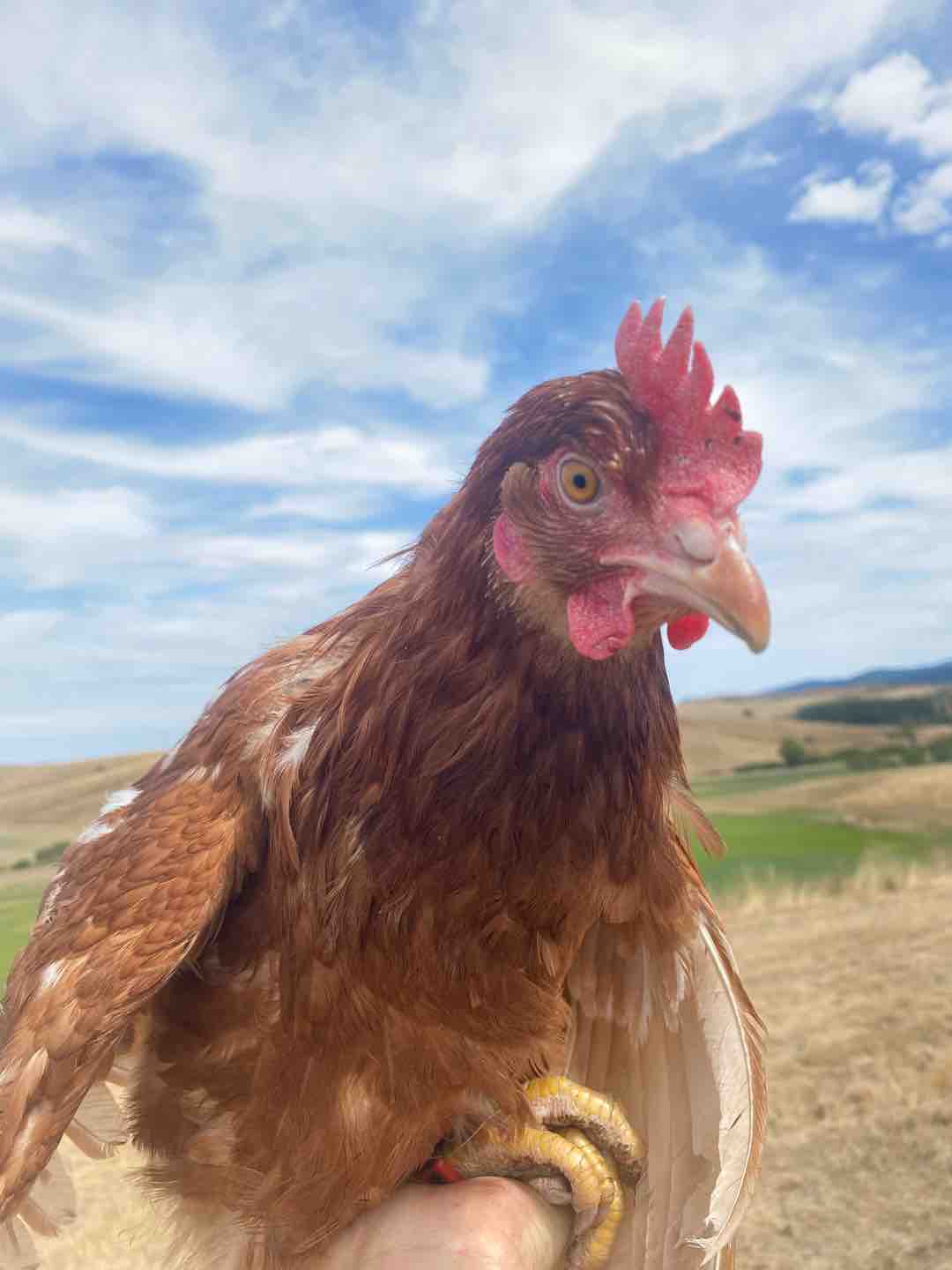 Photo of Csirkepapri