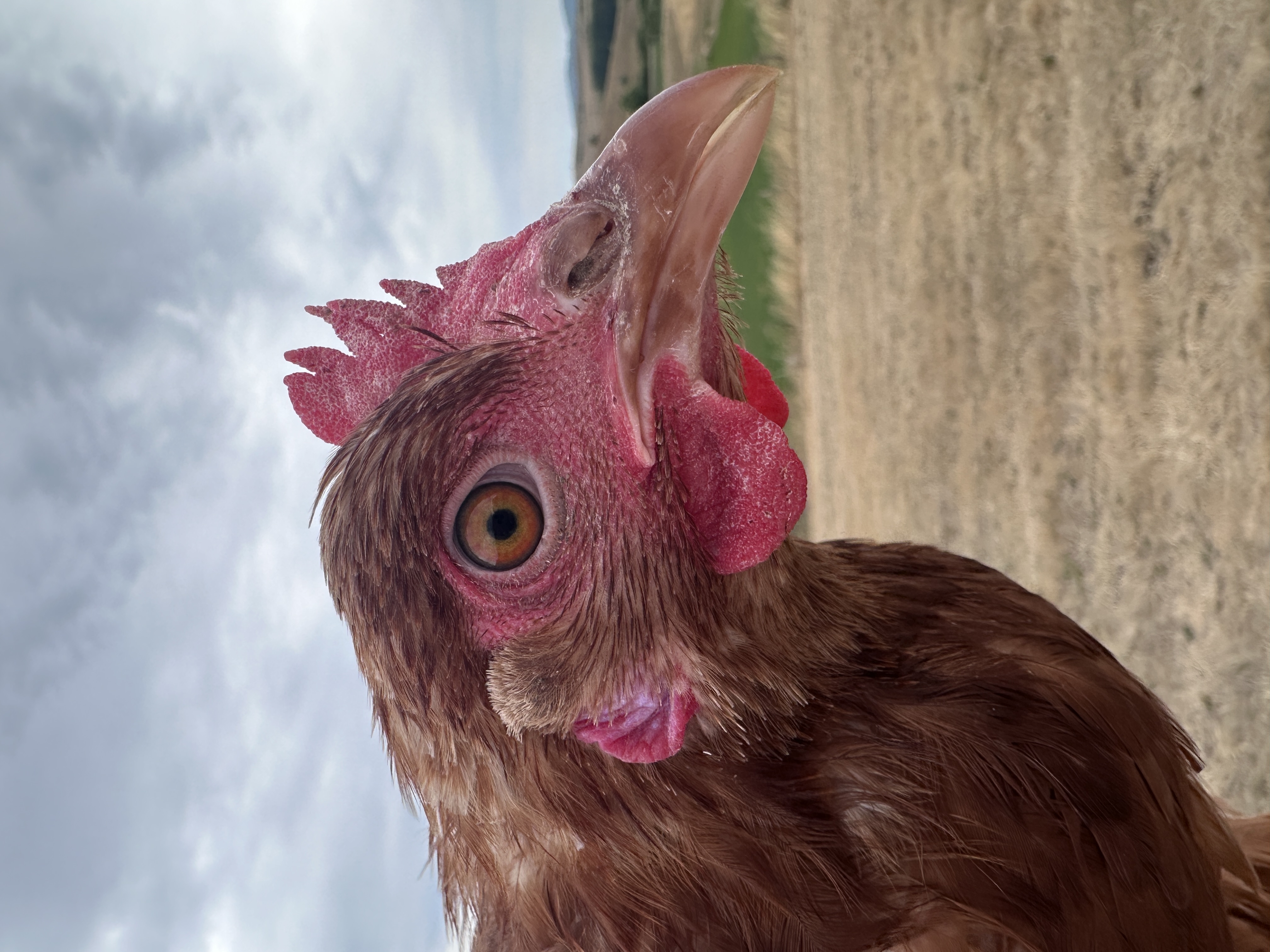 Photo of Paplan