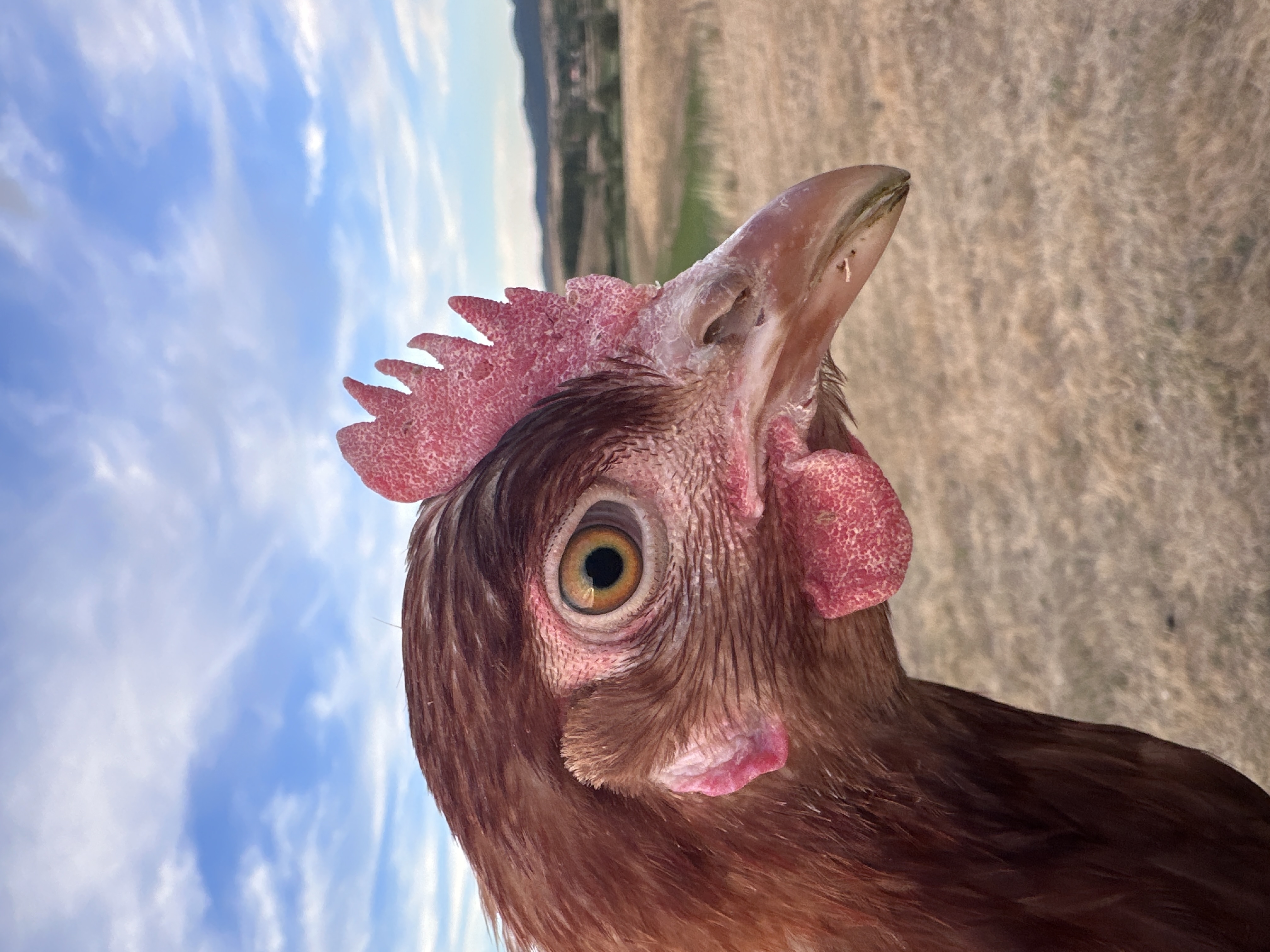 Fotó róla: Fercsi